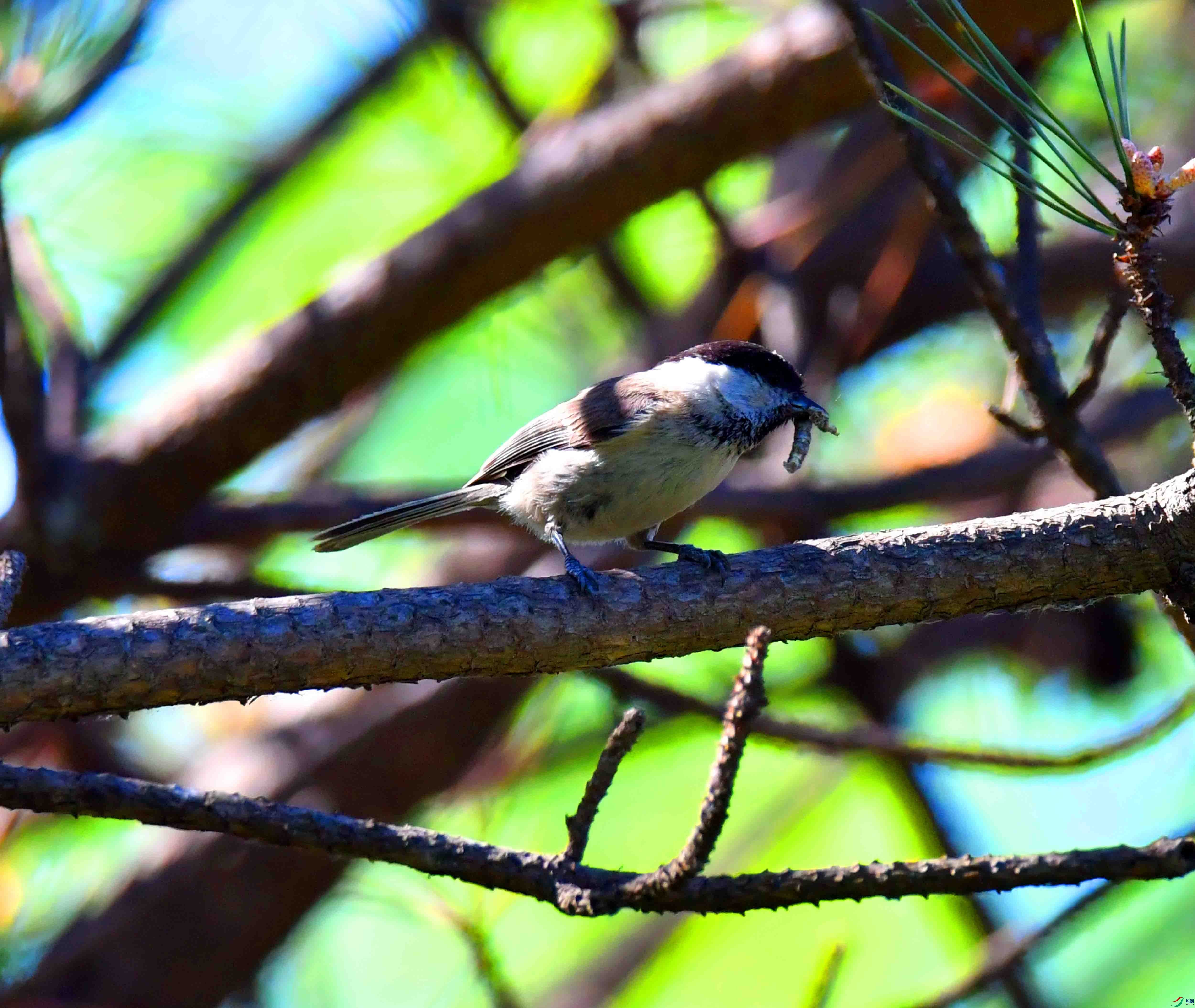 DSC_0285.JPG