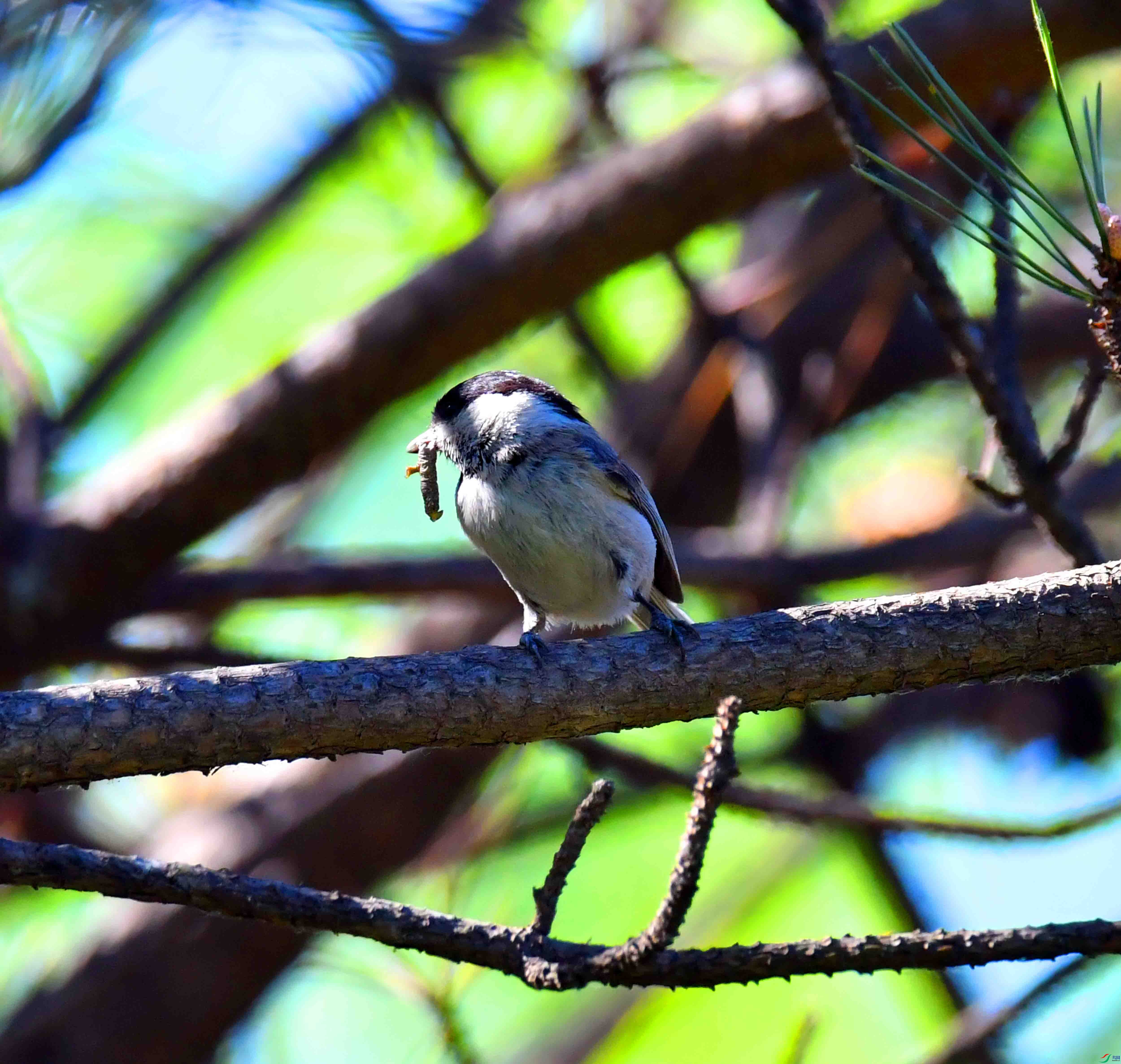 DSC_0290.JPG