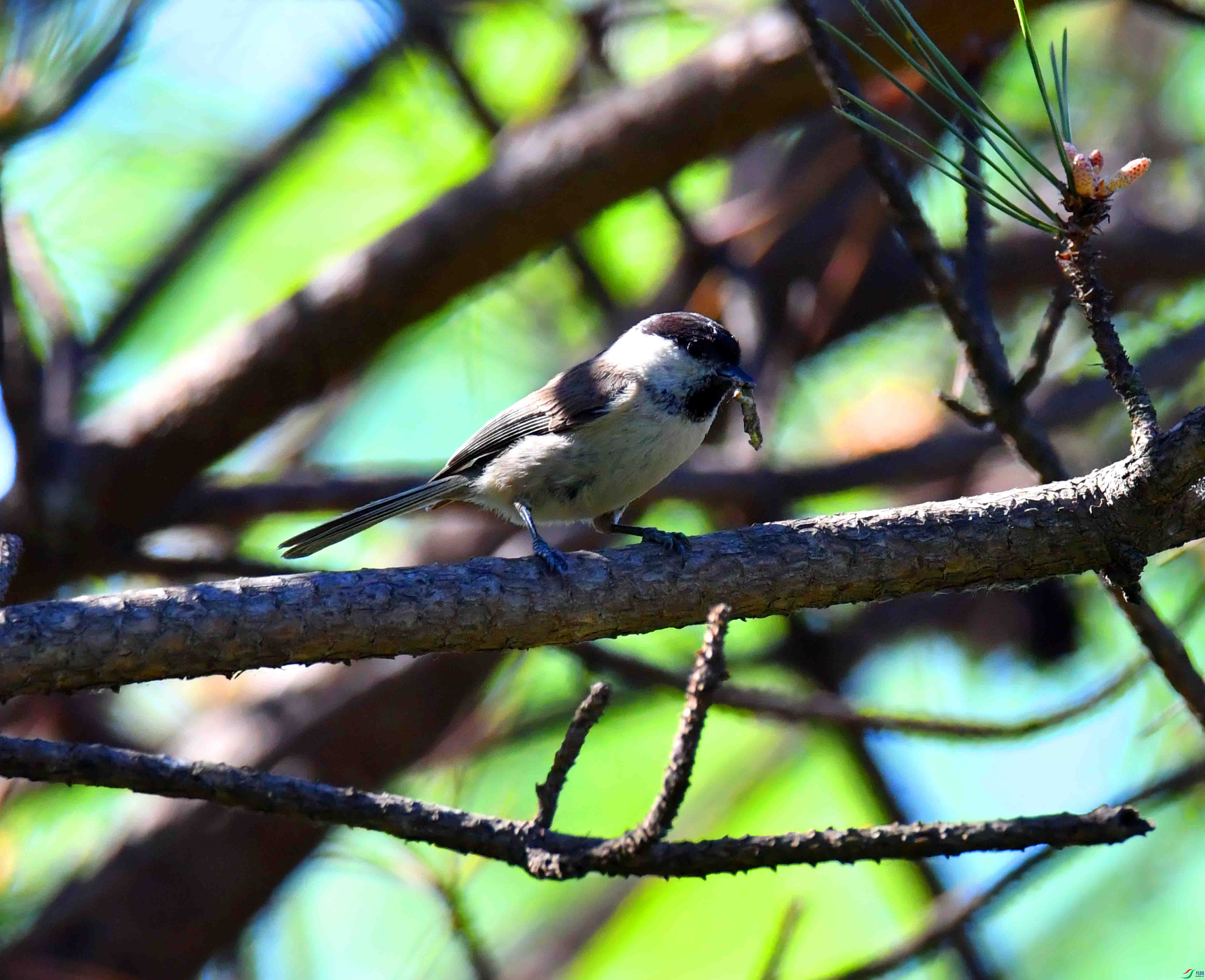 DSC_0288.JPG