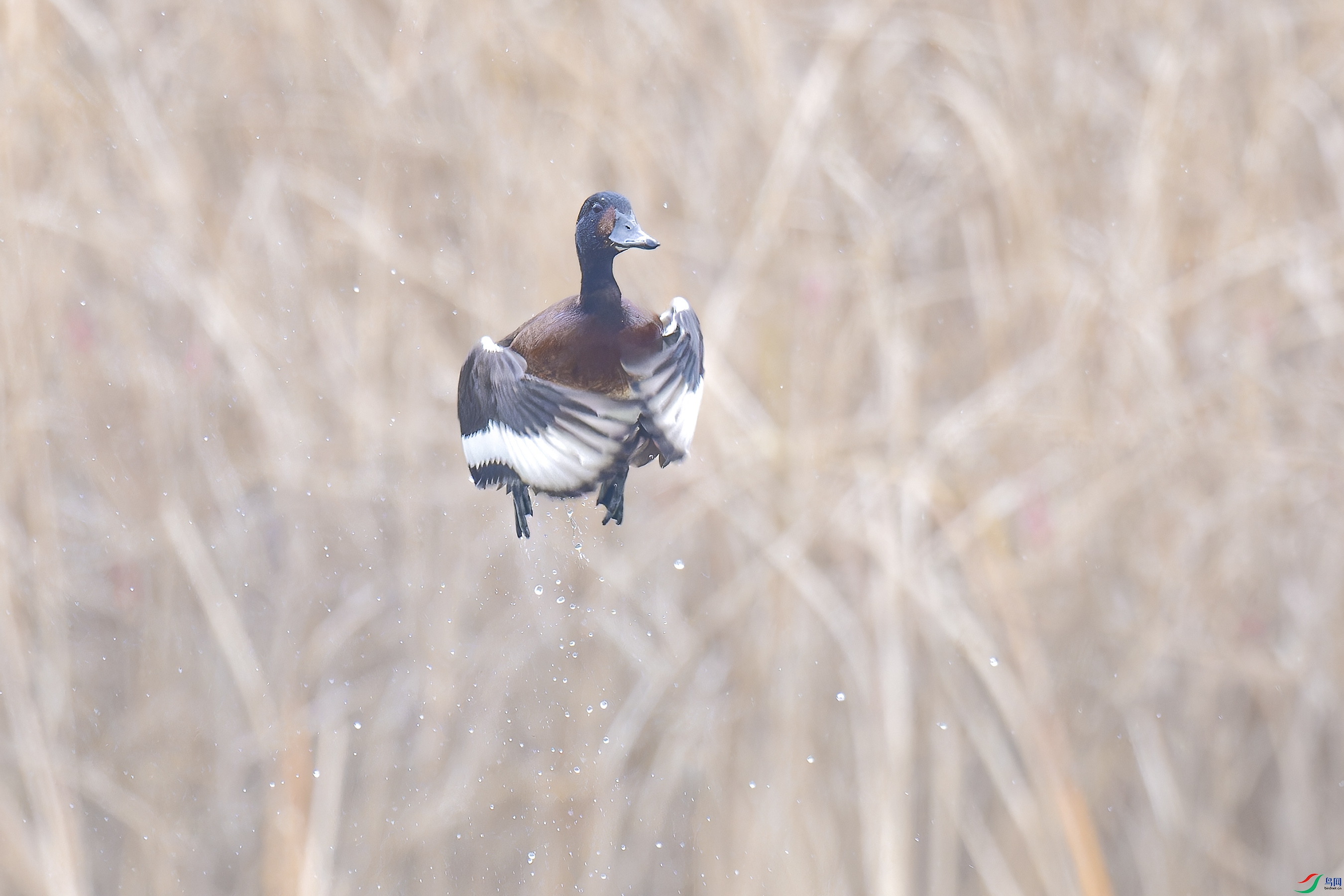 DSC_1540_DxO.jpg