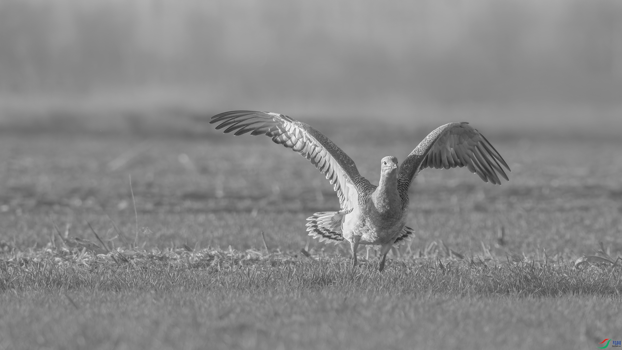 DSC_7387_DxO.jpg