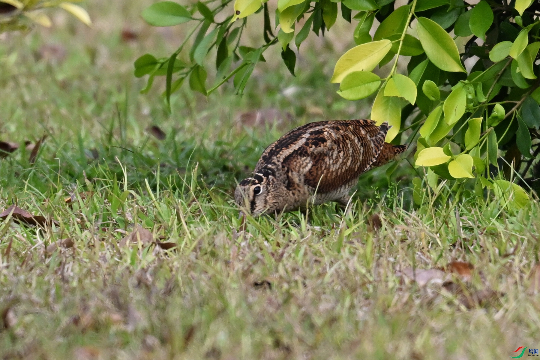 DSC_8367.JPG