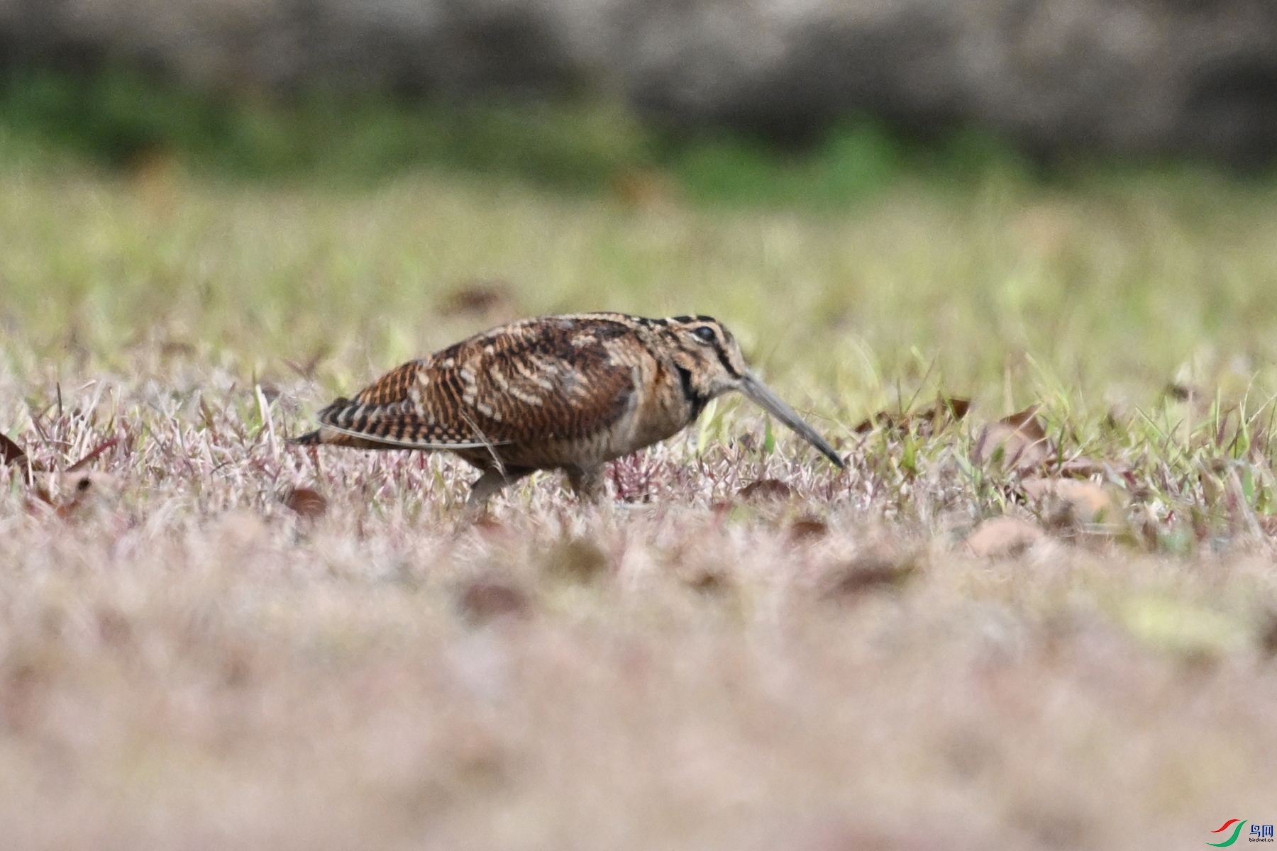 DSC_8345.JPG
