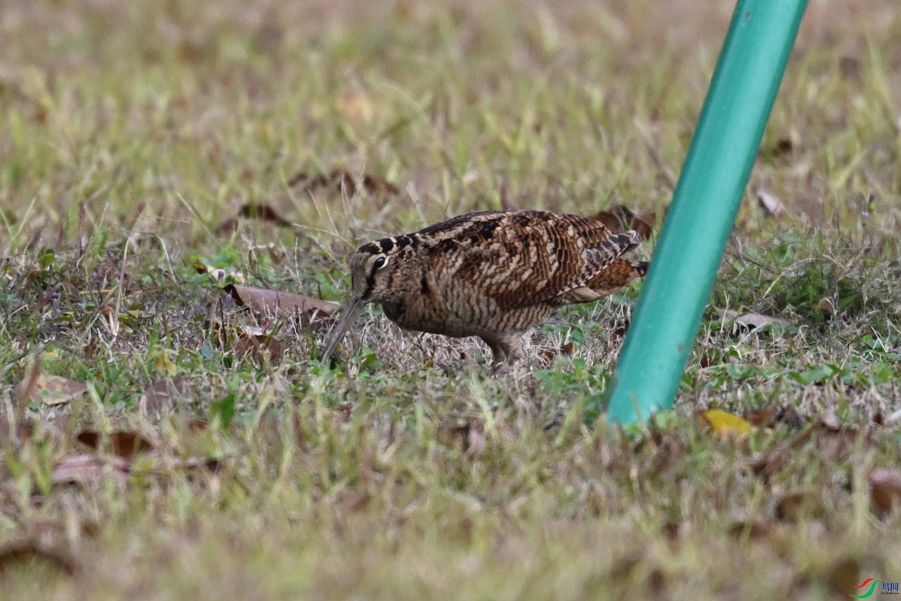 DSC_8447.JPG
