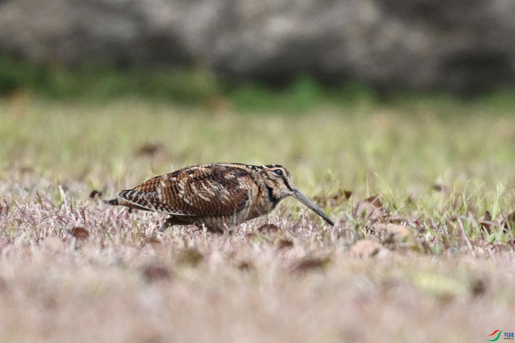 DSC_8346.JPG