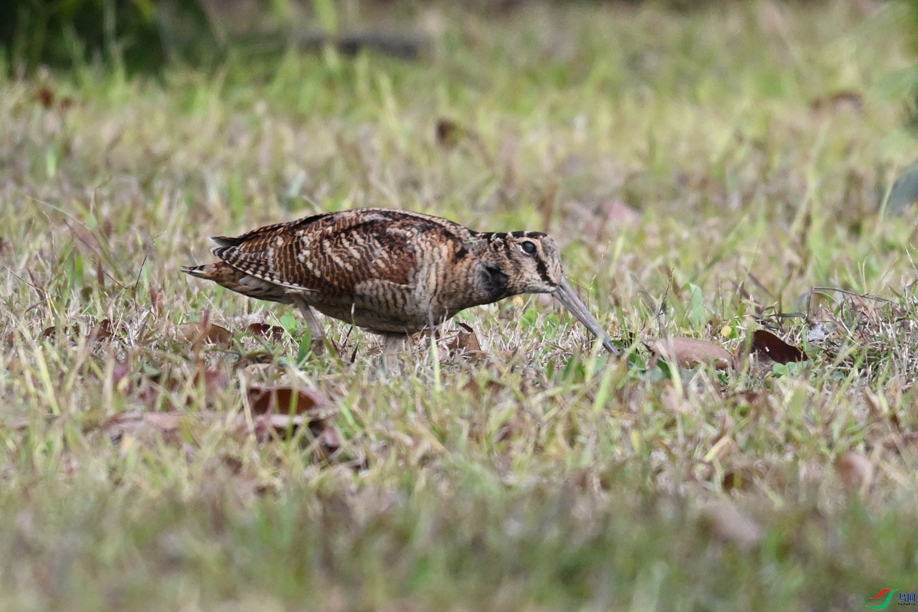 DSC_8437.JPG