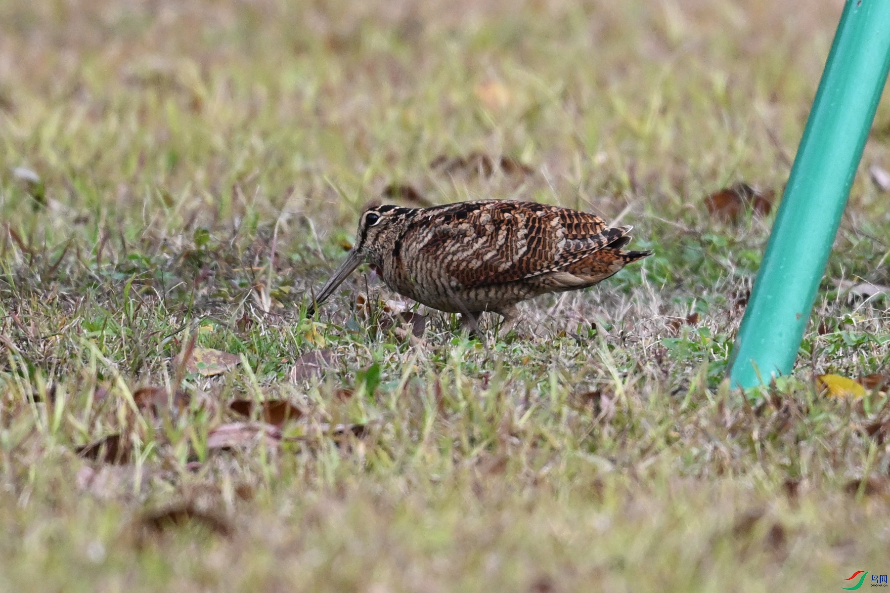 DSC_8459.JPG
