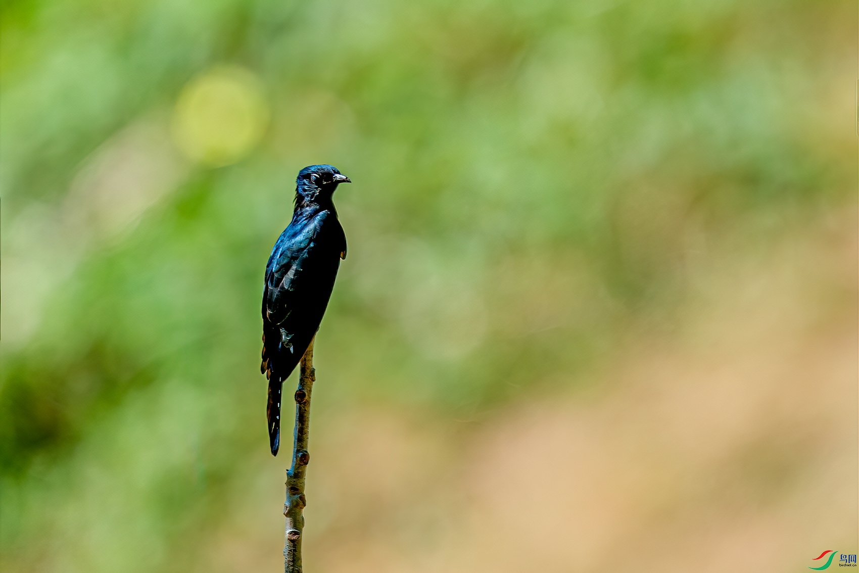 DSC_8450-11.jpg