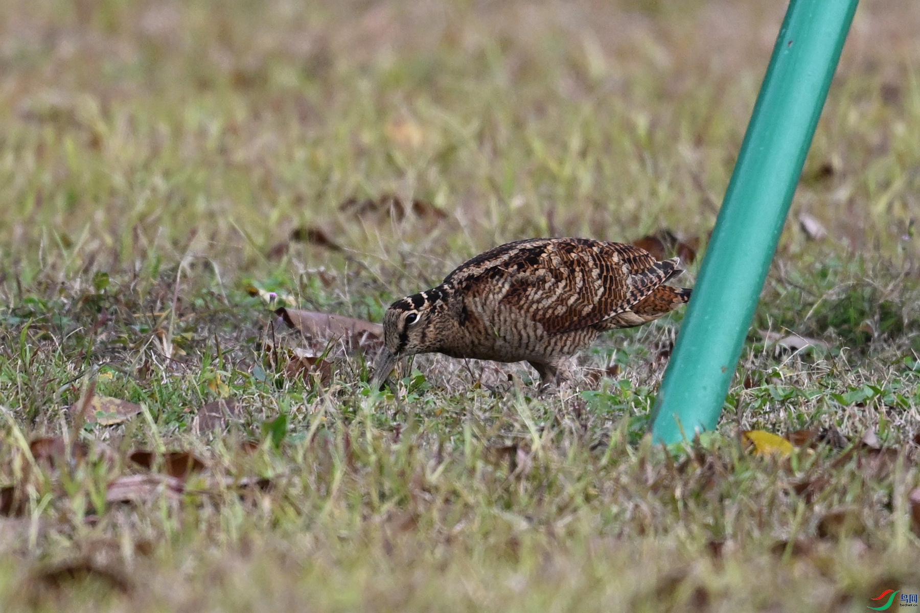 DSC_8446.JPG