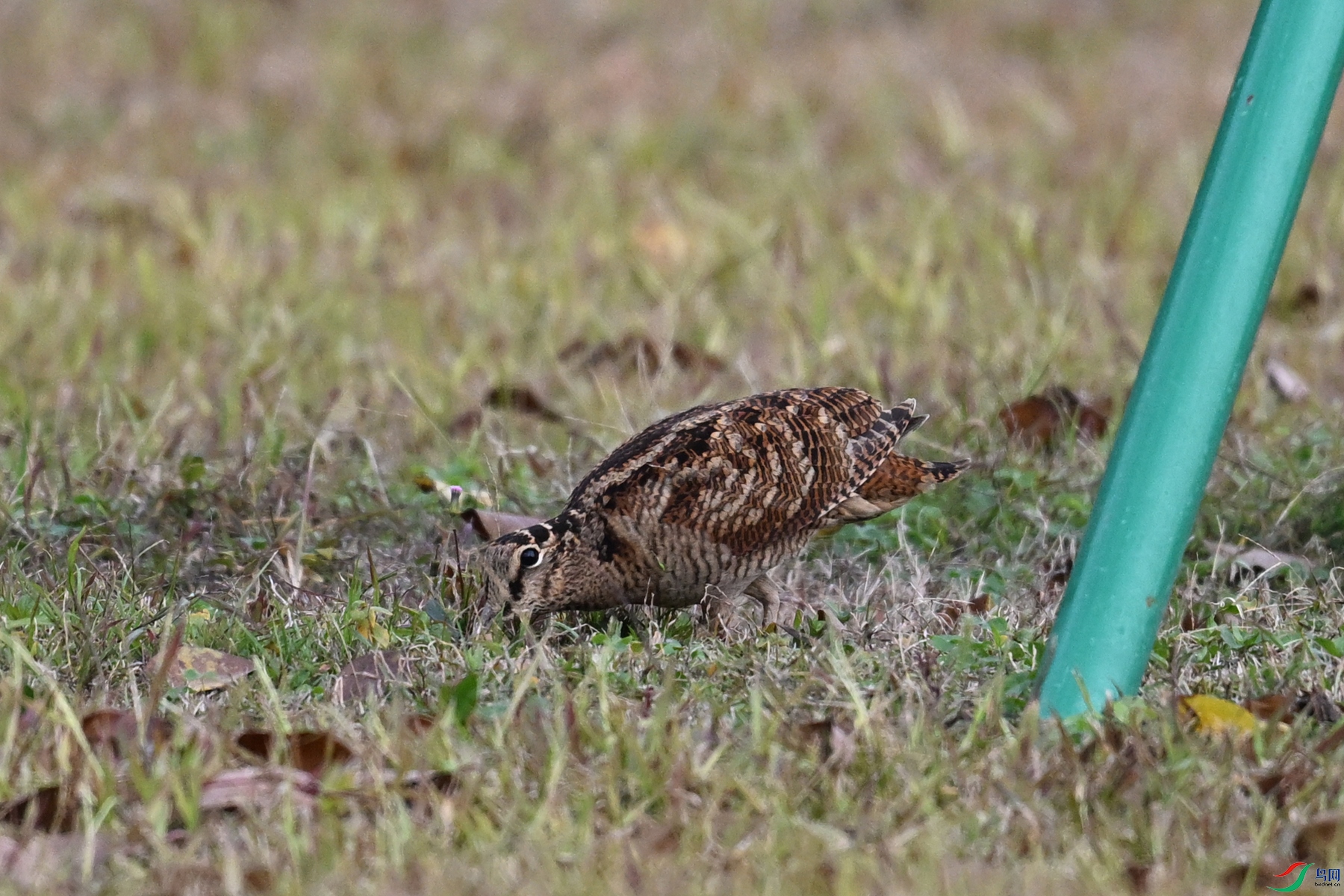 DSC_8454.JPG