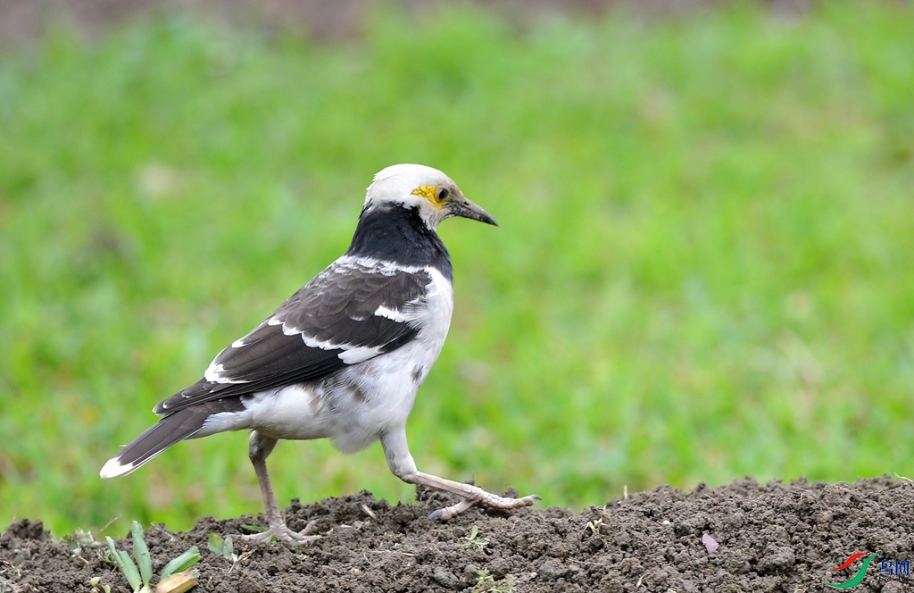 DSC_1176.jpg