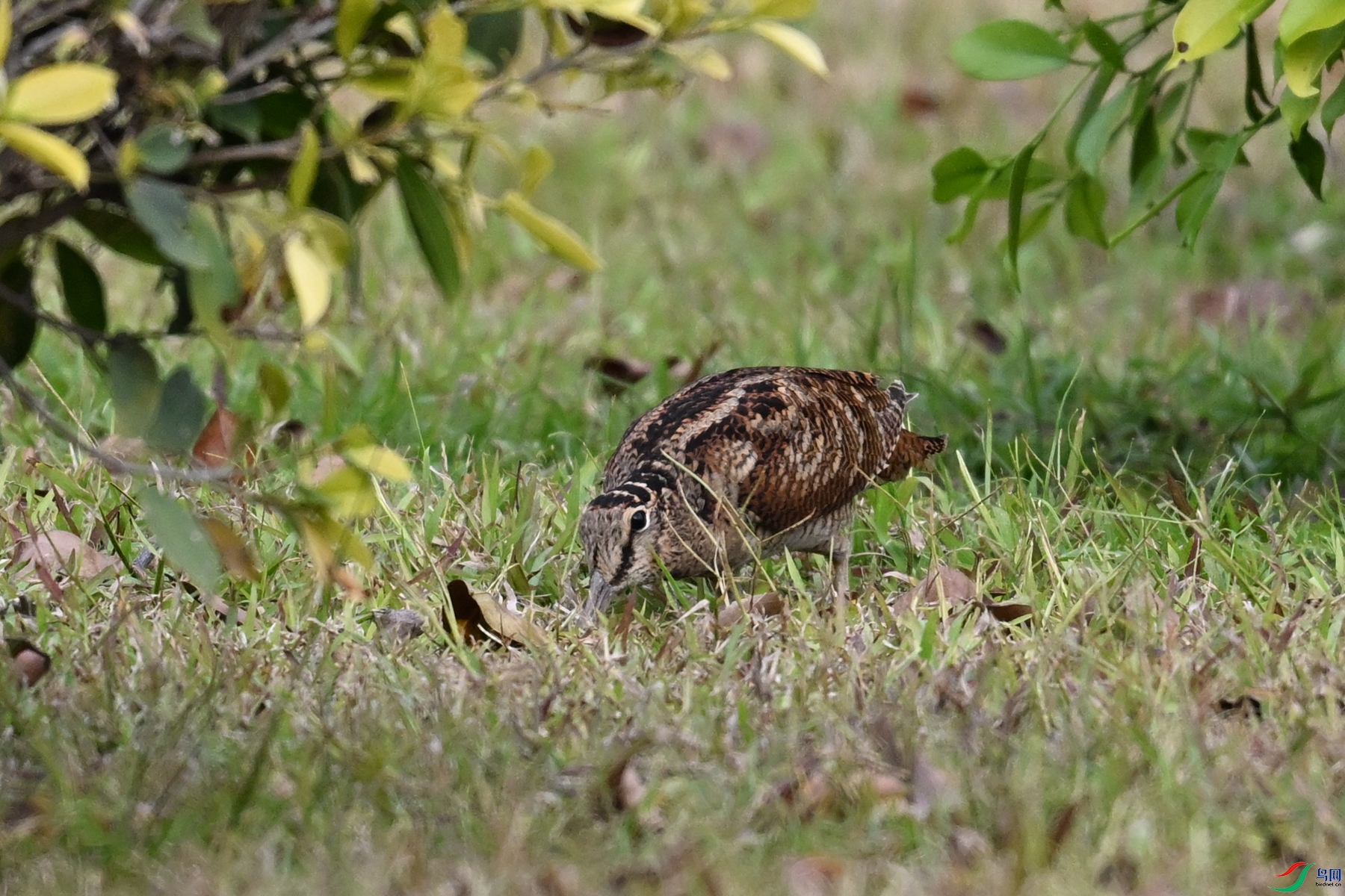 DSC_8375.JPG