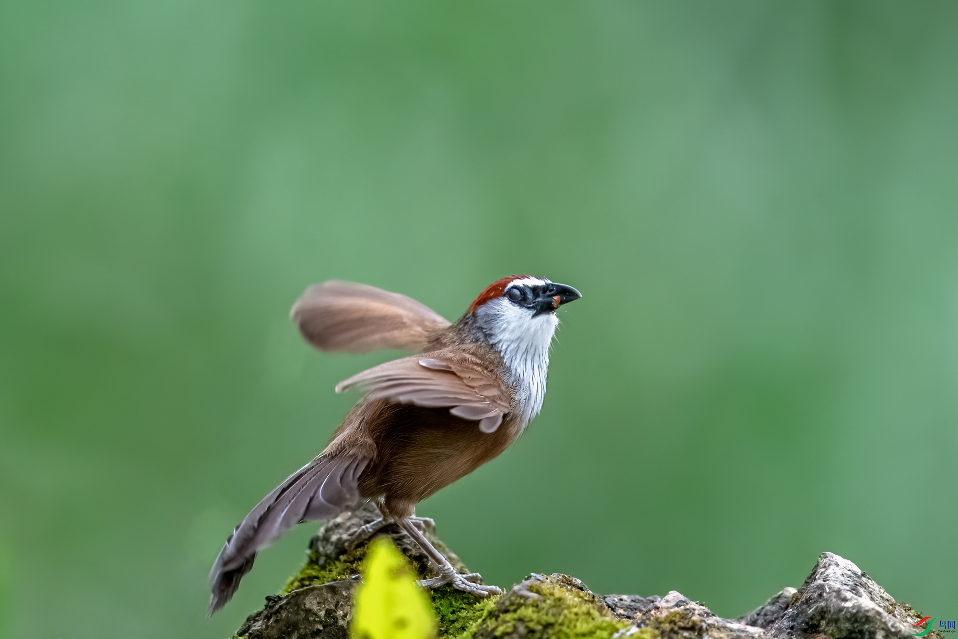 DSC_7447-11.jpg