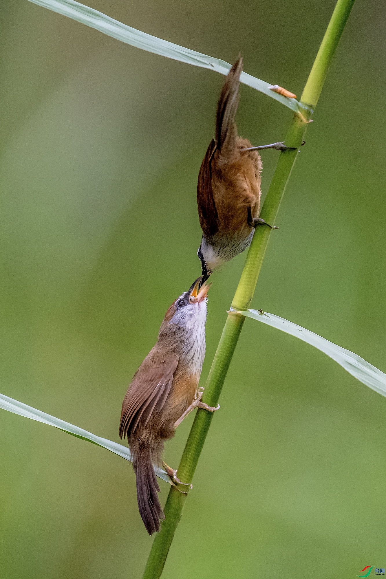 DSC_7600a.jpg