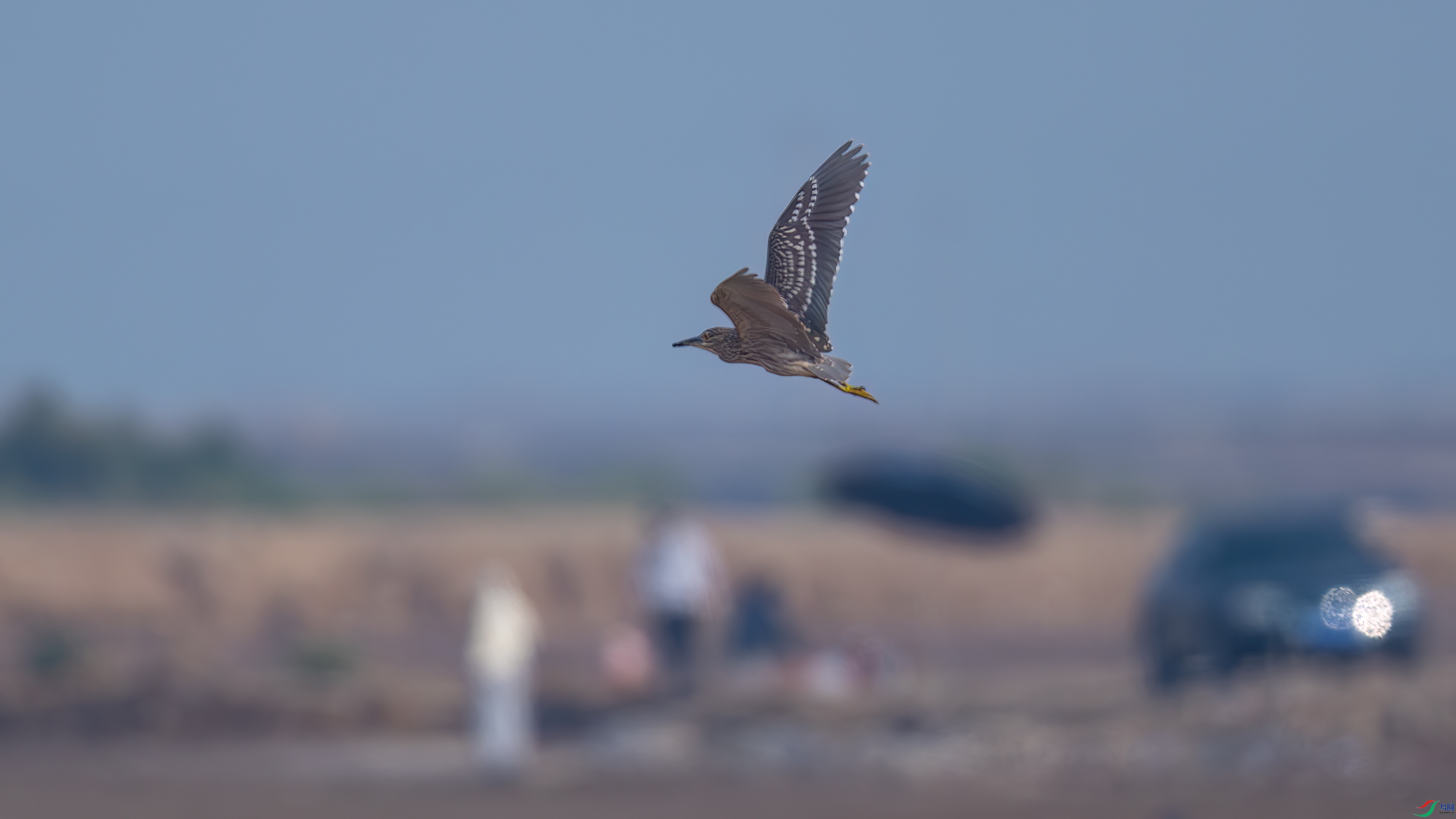 DSC_4146.jpg