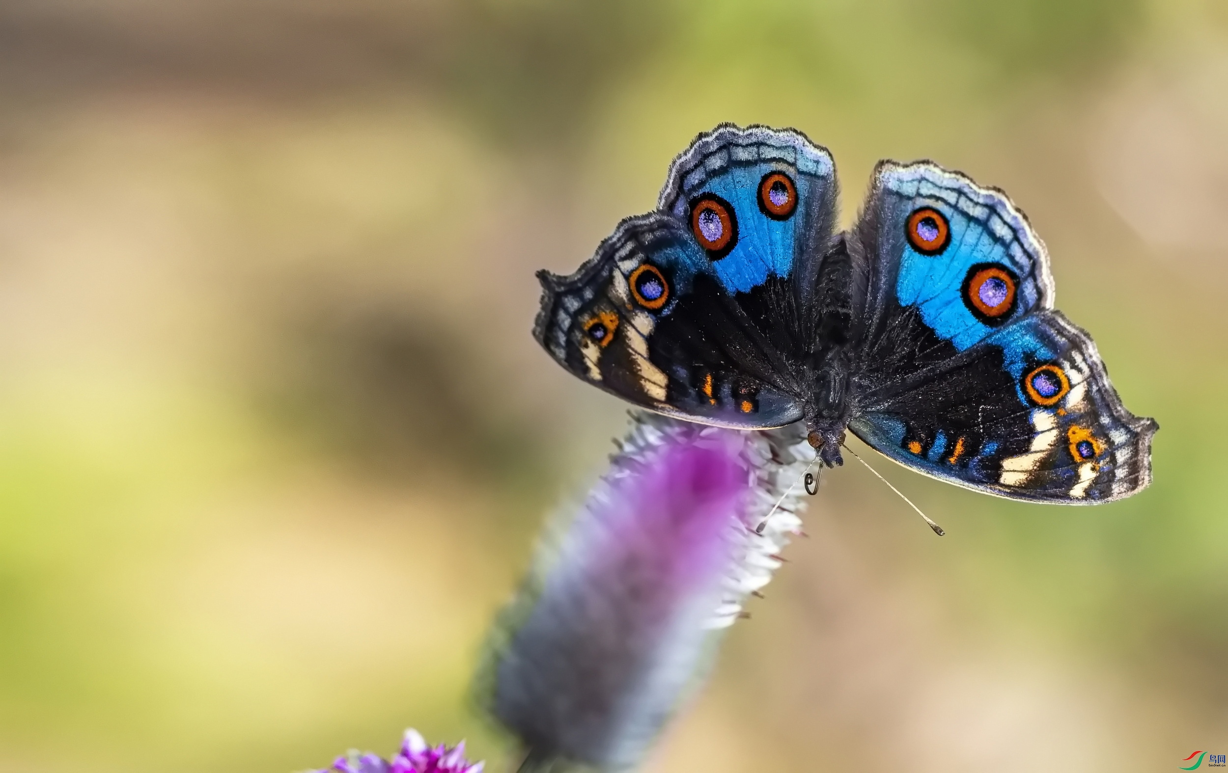 �ֻ�ͼƬ (4817)-01.jpg
