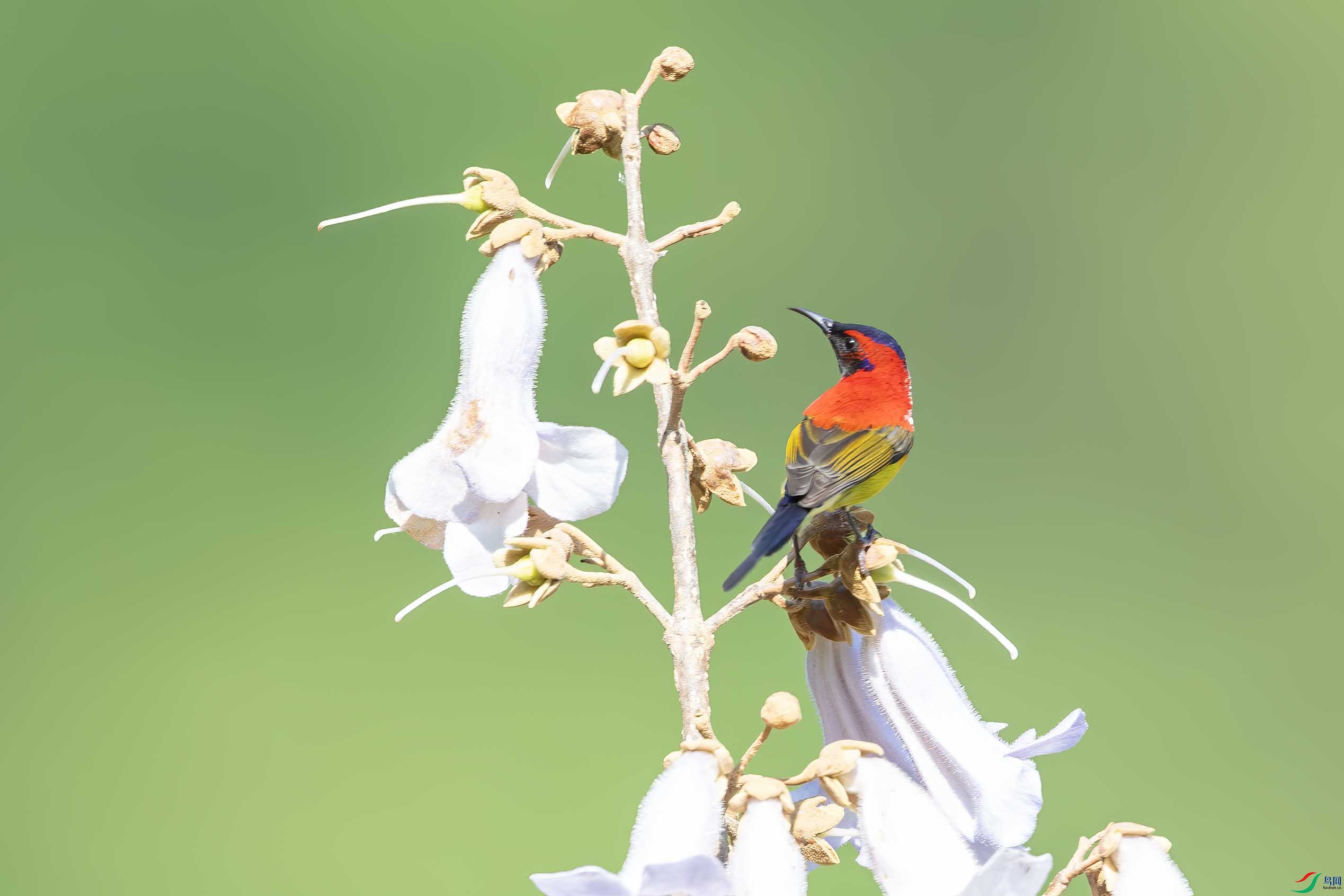 DSC_1988-����ǿ-NR ����.jpg