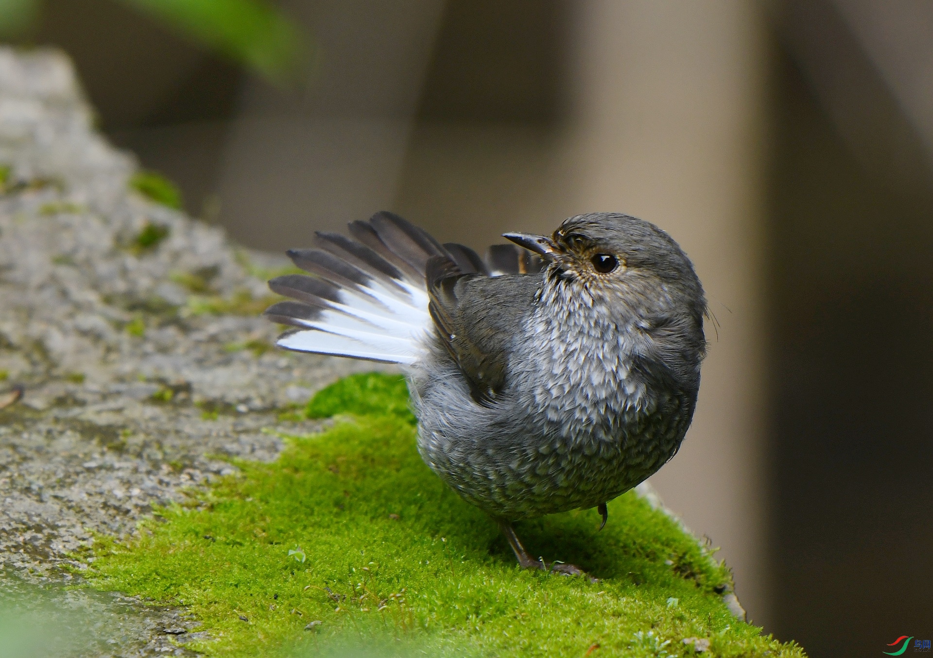 DSC_7515.jpg