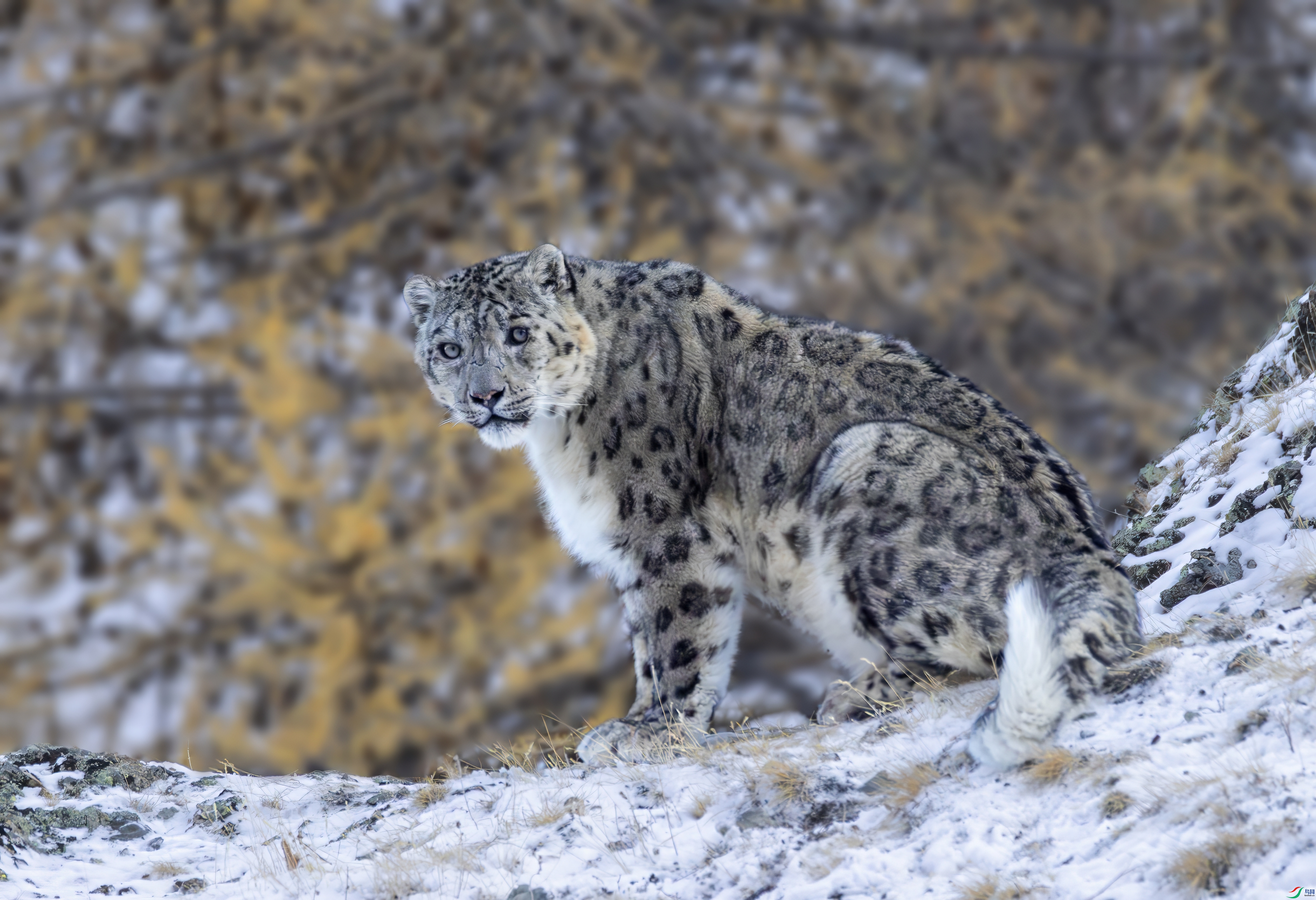 9A7A9377-topaz-denoise.jpeg