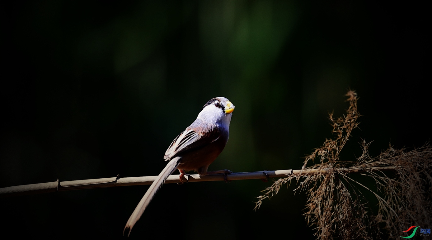 DSC_3799_����.jpg