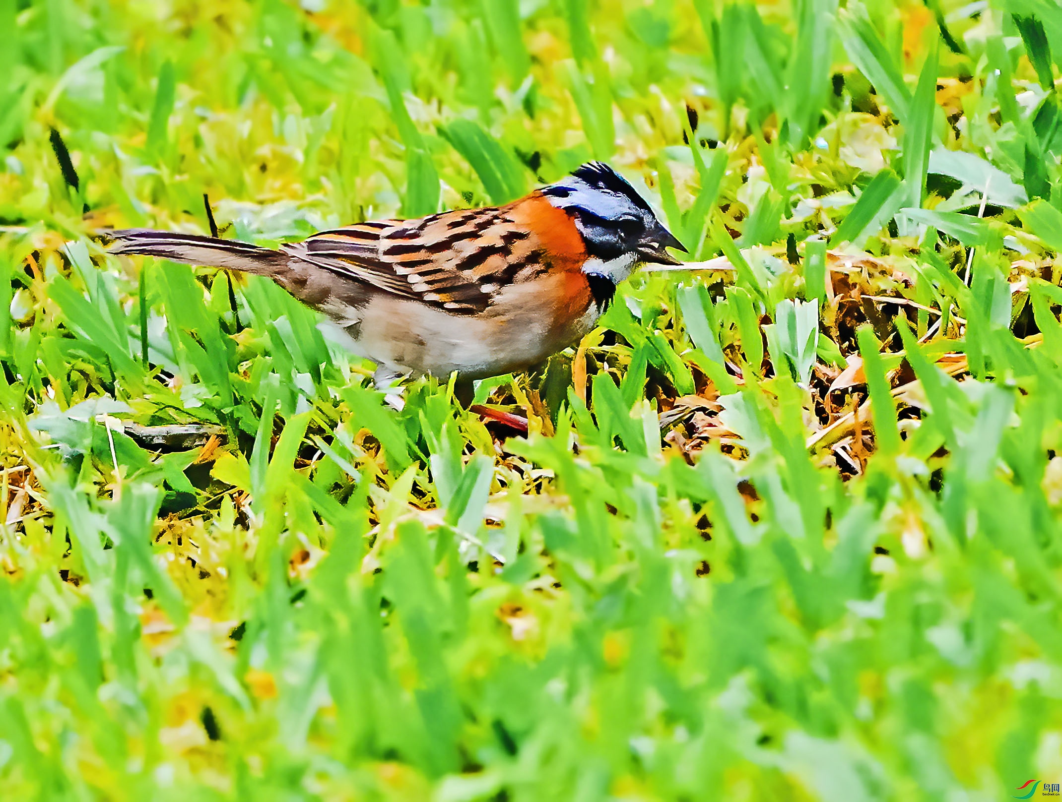 DSC08031-4x.jpg