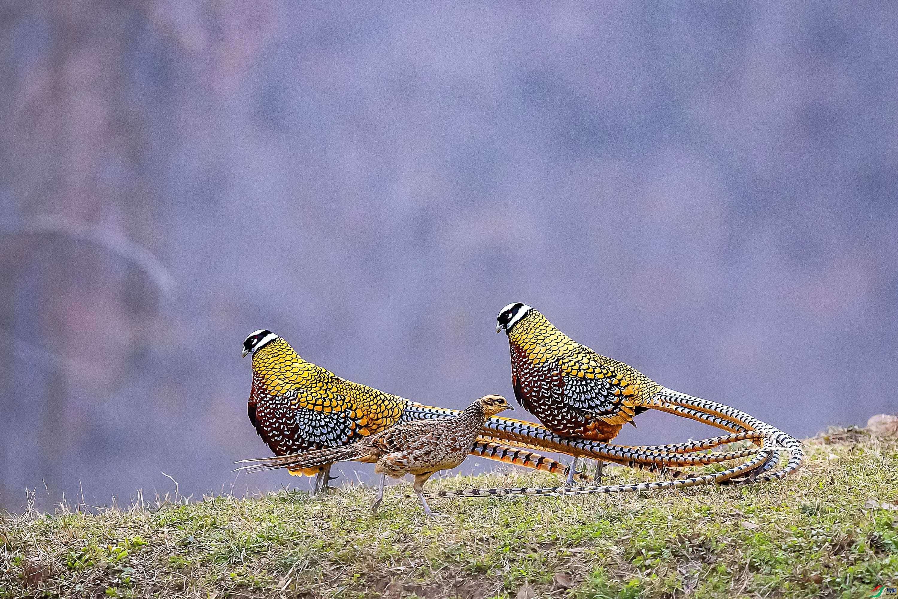 DSC_6553.jpg
