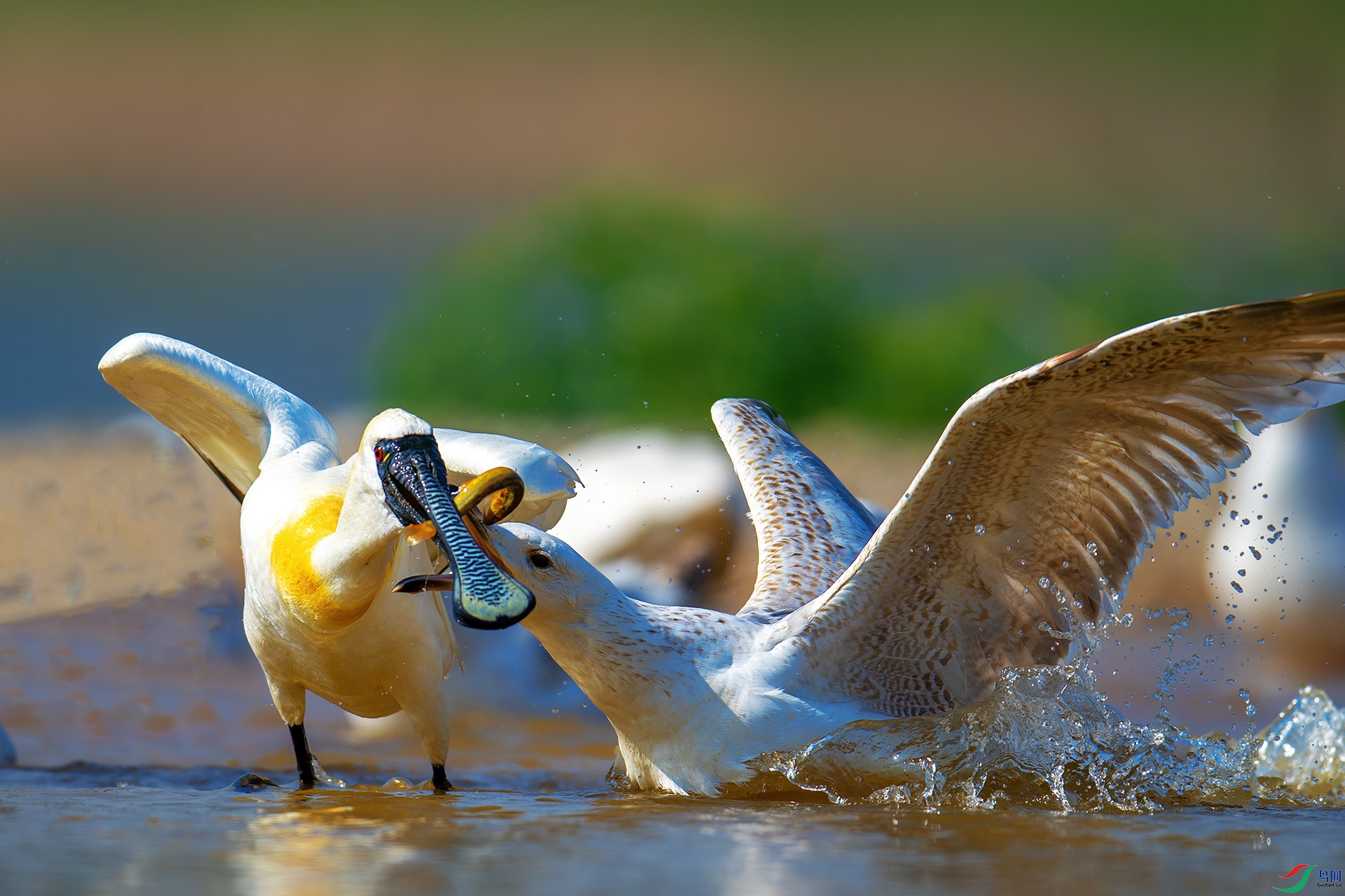 DSC_3998-1.jpg