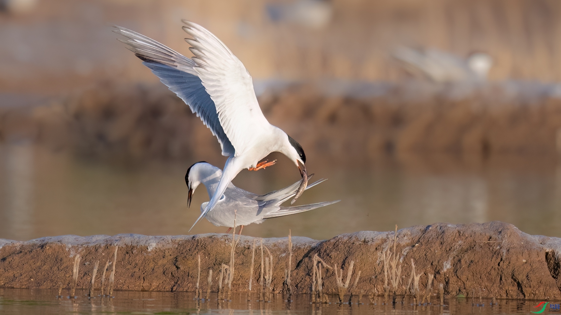 DSC_6961sen2026-5-3-96-�༭-2.jpg