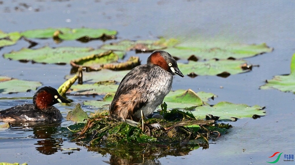 DSC_6906.JPG