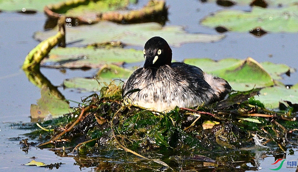 DSC_7077.JPG