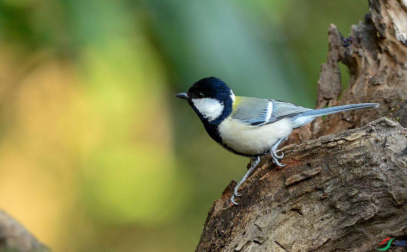 DSC_0104.jpg