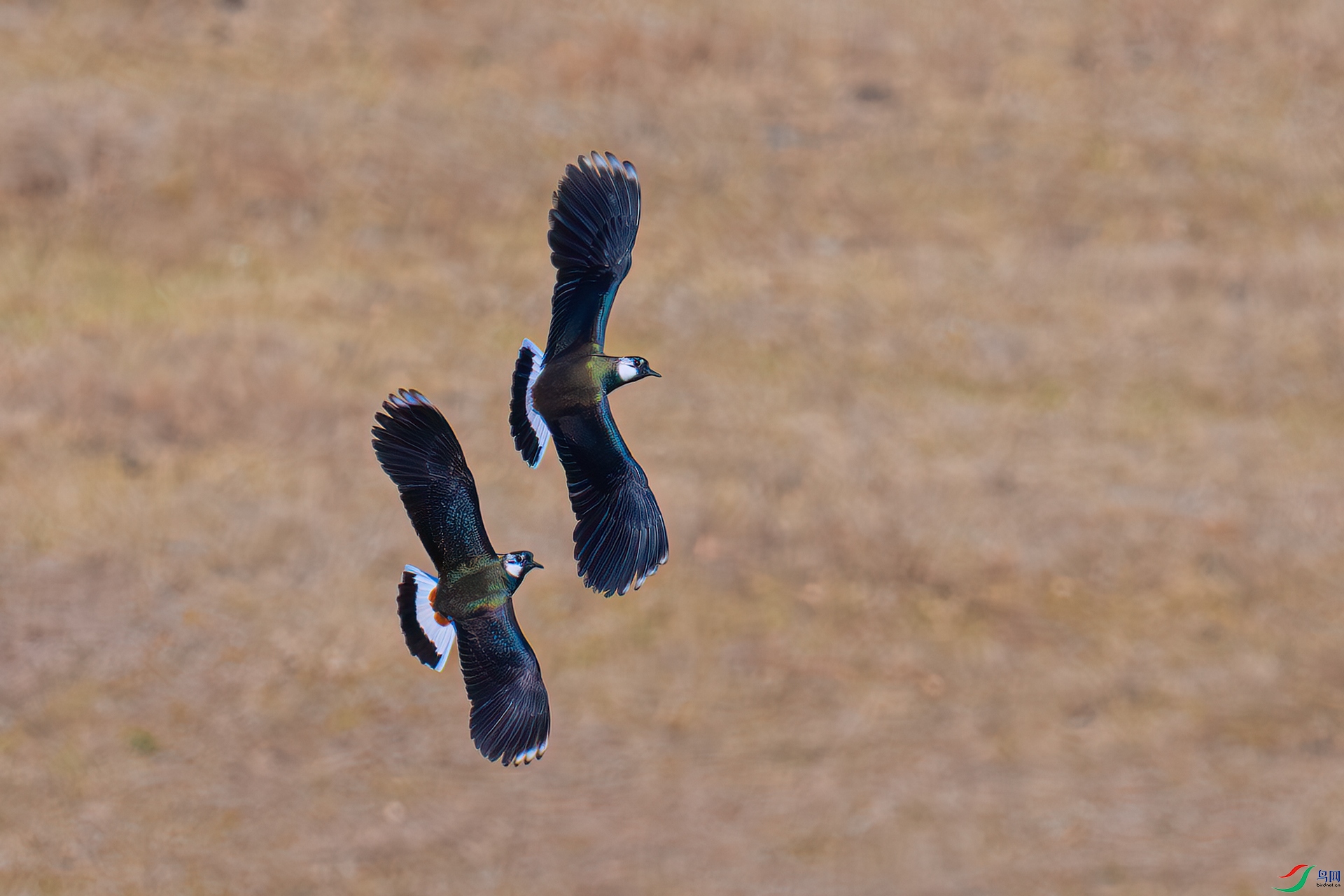 _DSC6236-1xx.jpg