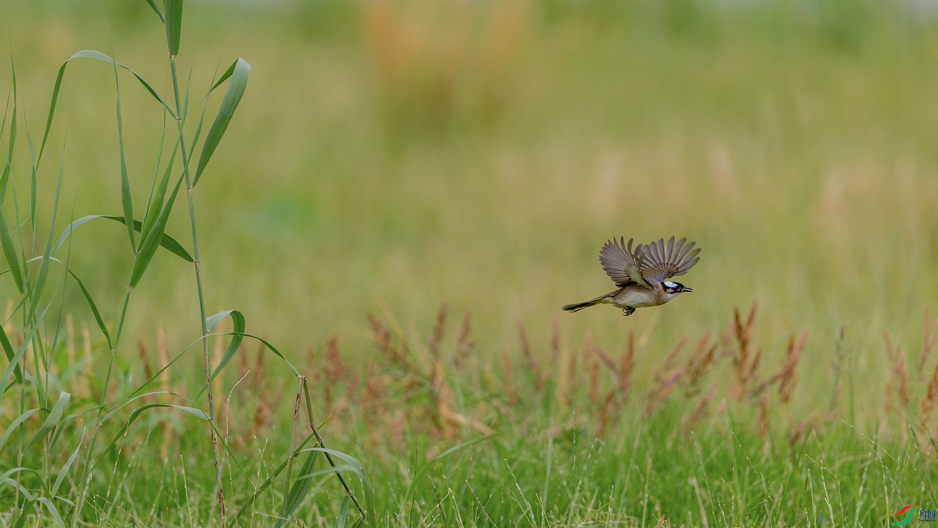 1I9A7480-1ab.jpg