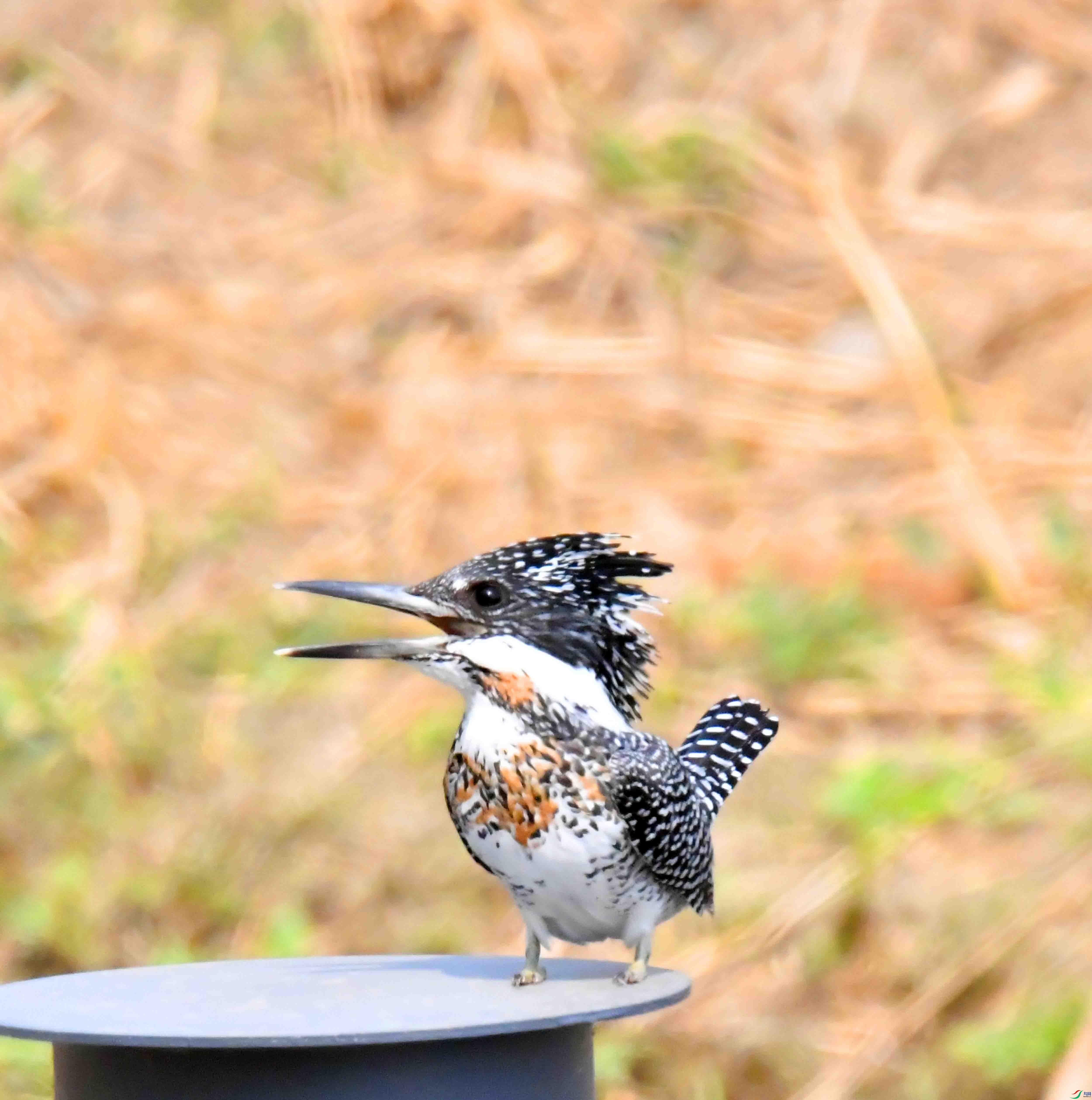 DSC_0216.JPG