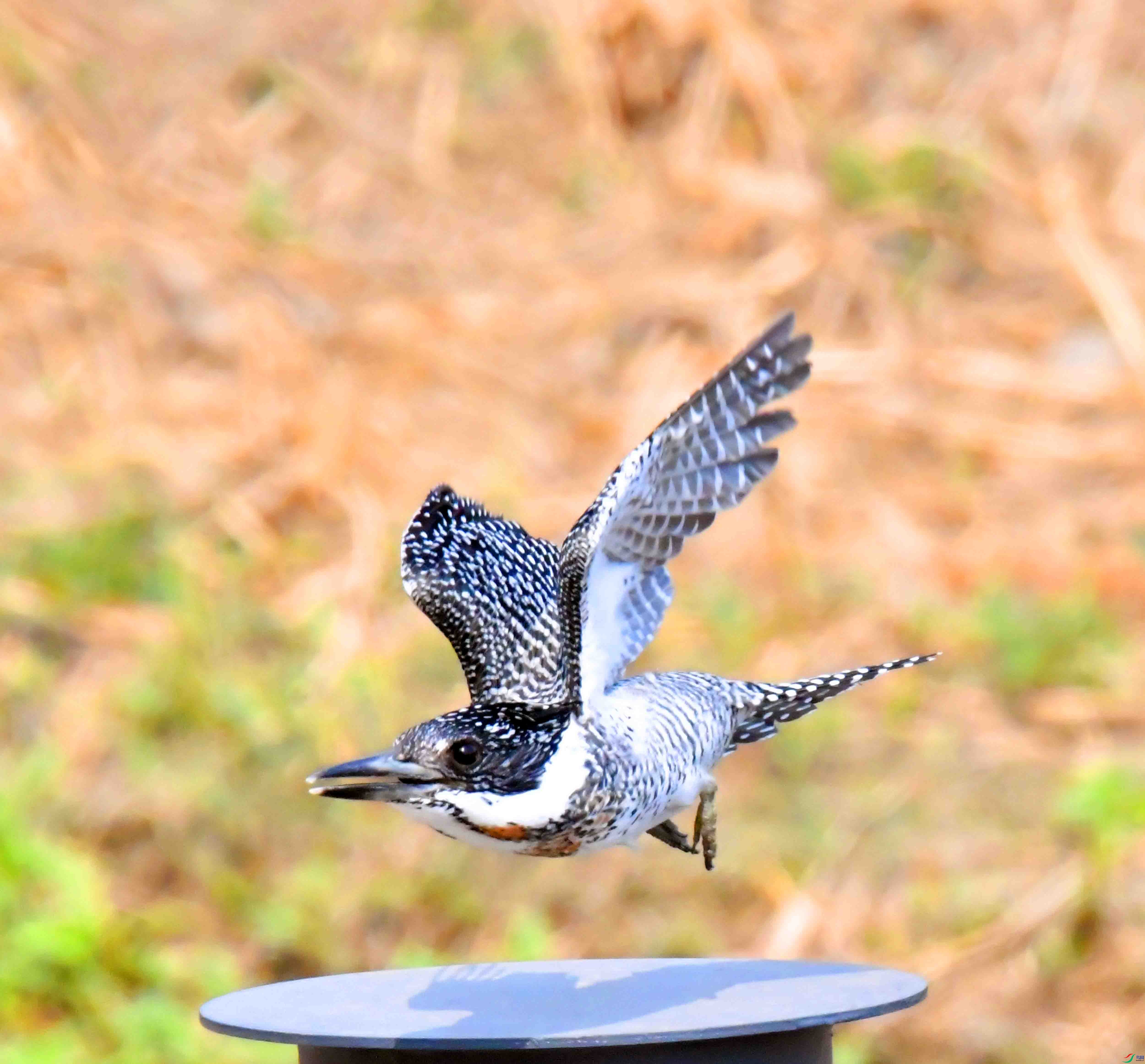 DSC_0219.JPG