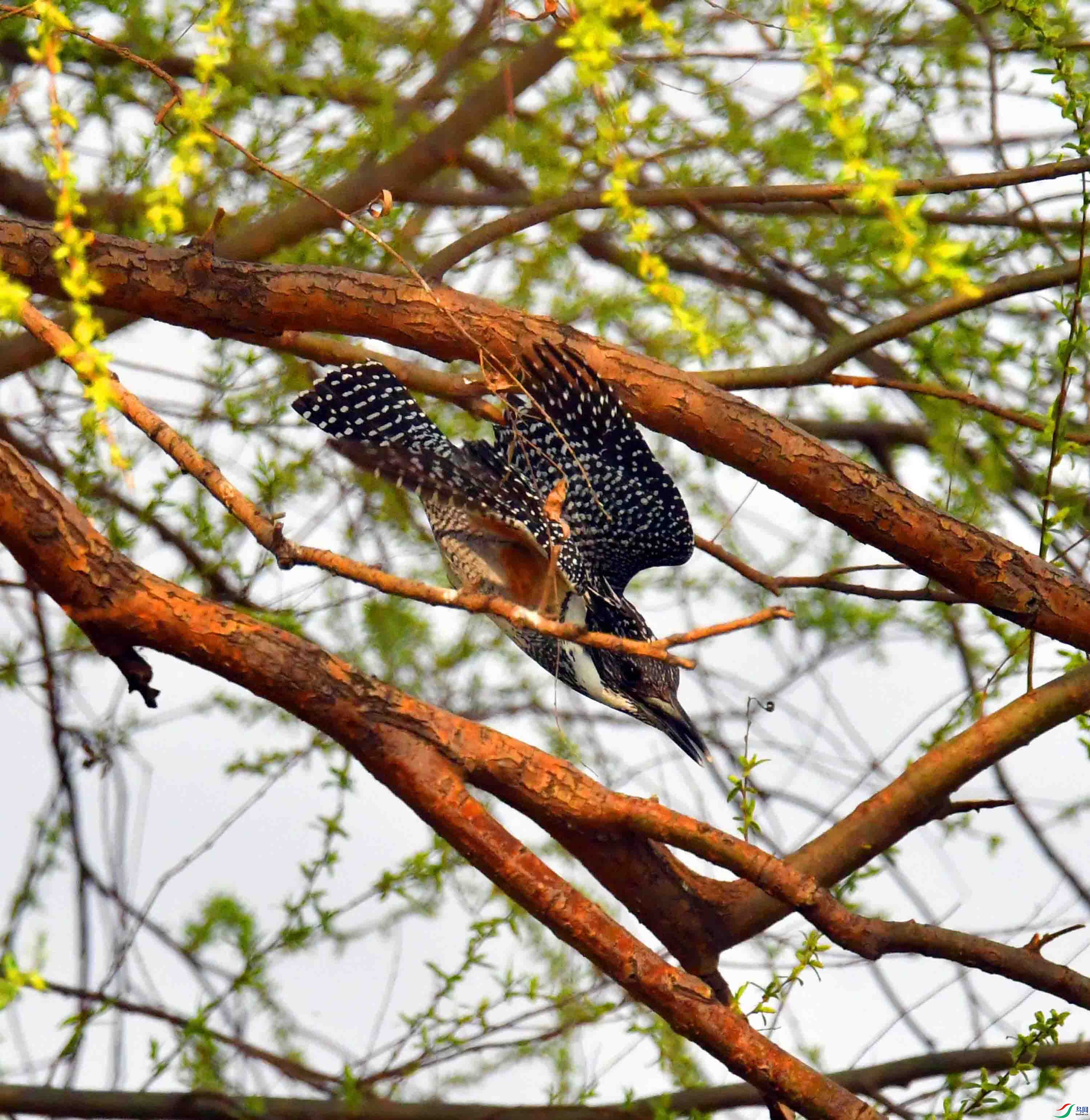 DSC_0317.JPG