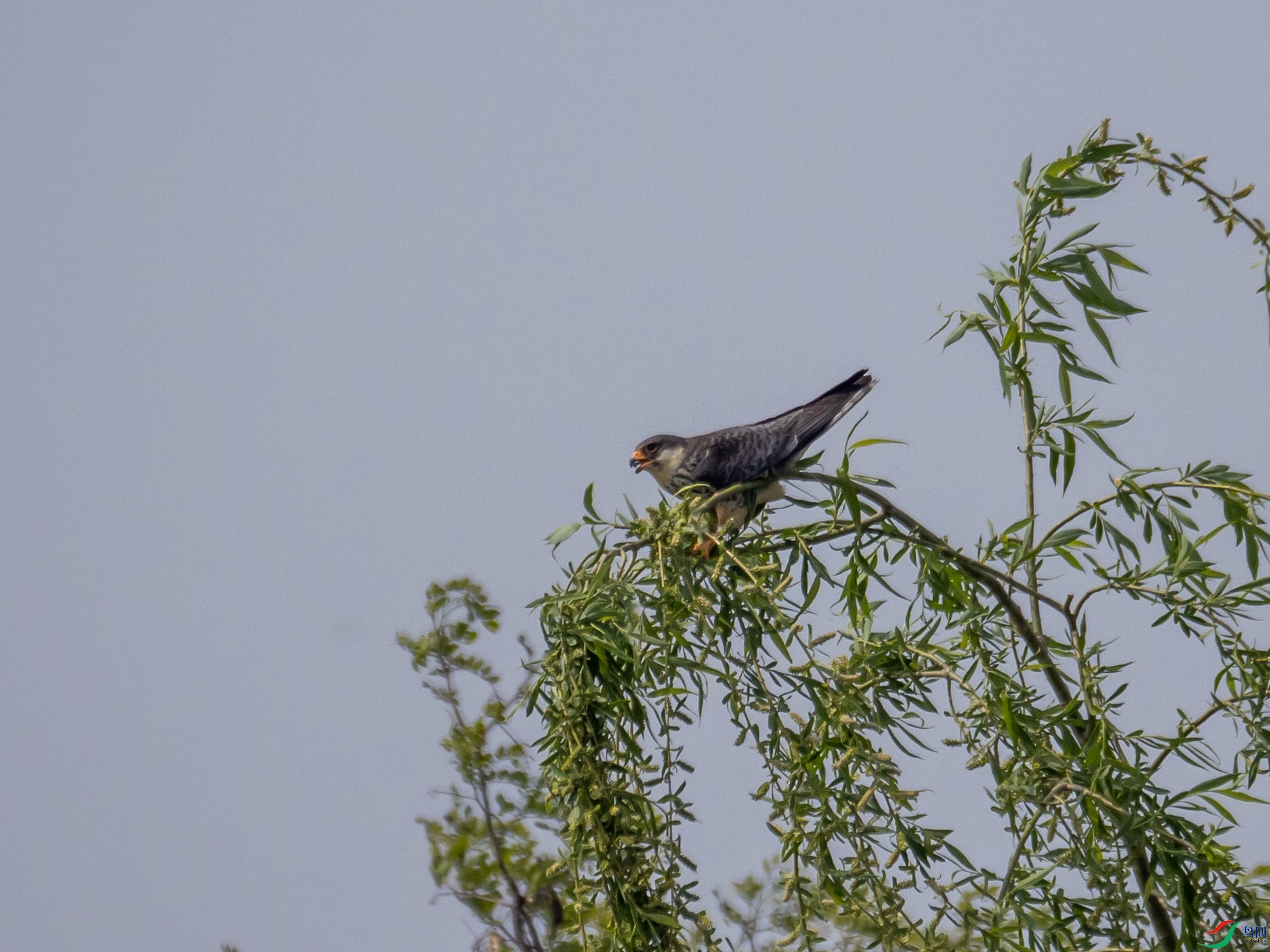 P4258650.jpg