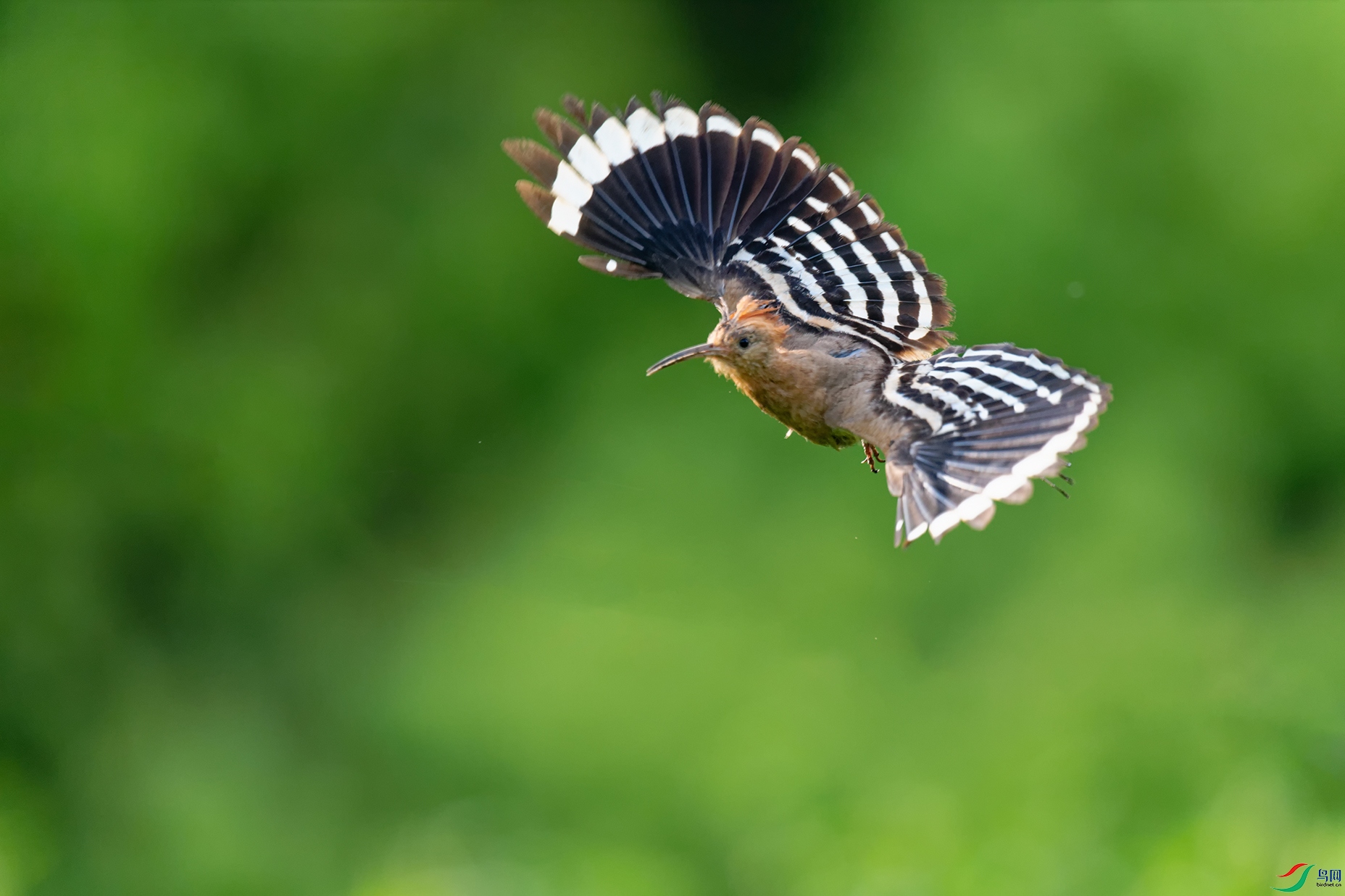4DSC_6408_DxOa.jpg