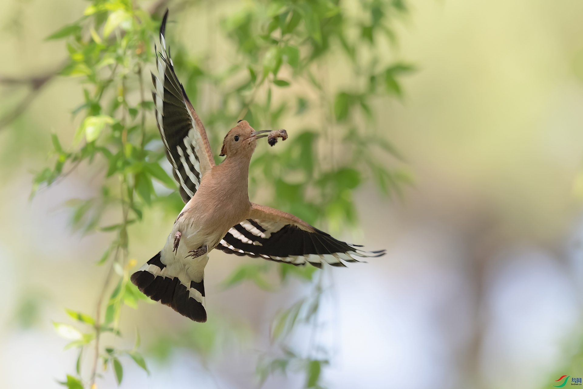3DSC_1105_DxOa.jpg