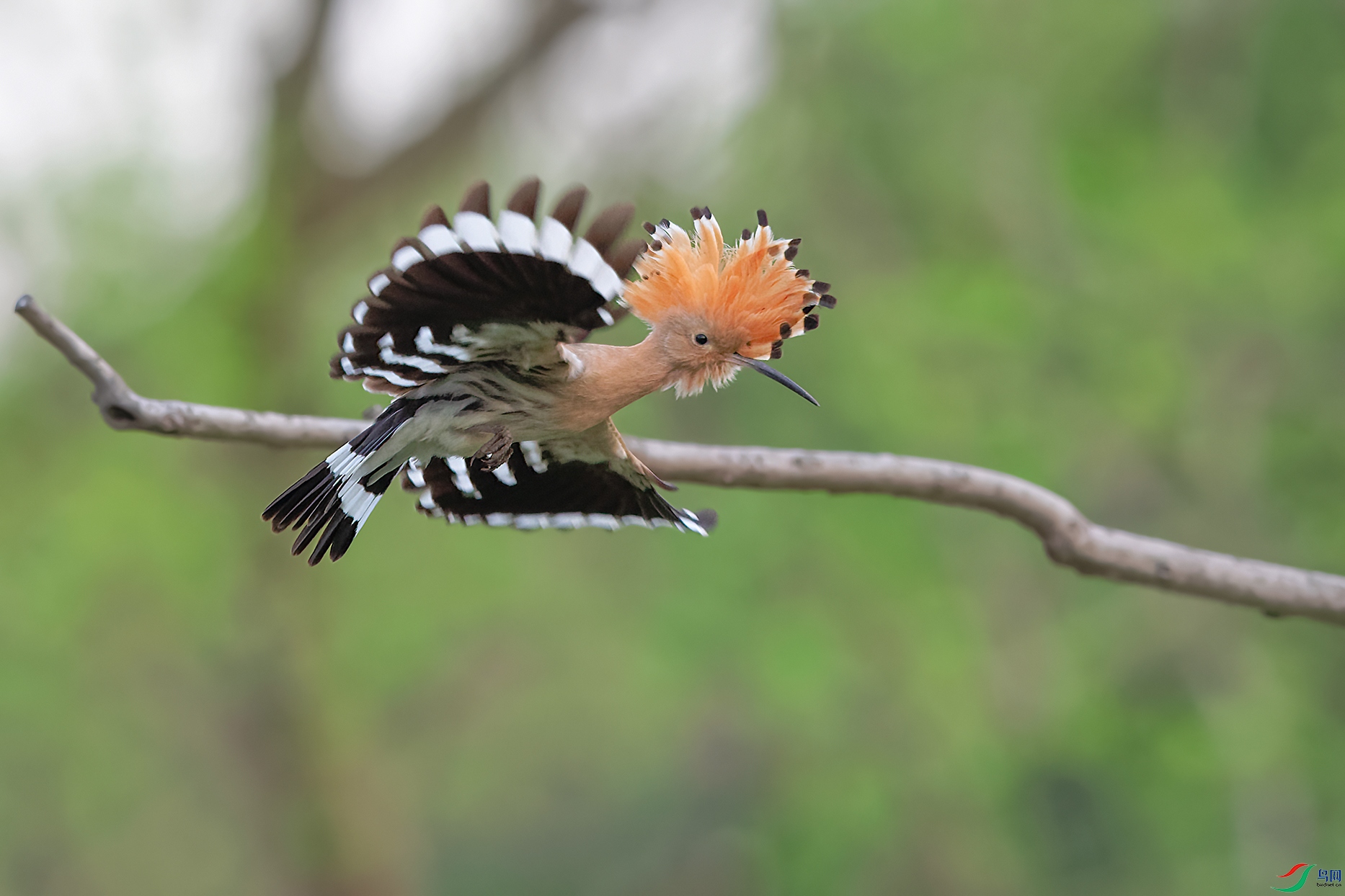 2DSC_8694_DxOa.jpg