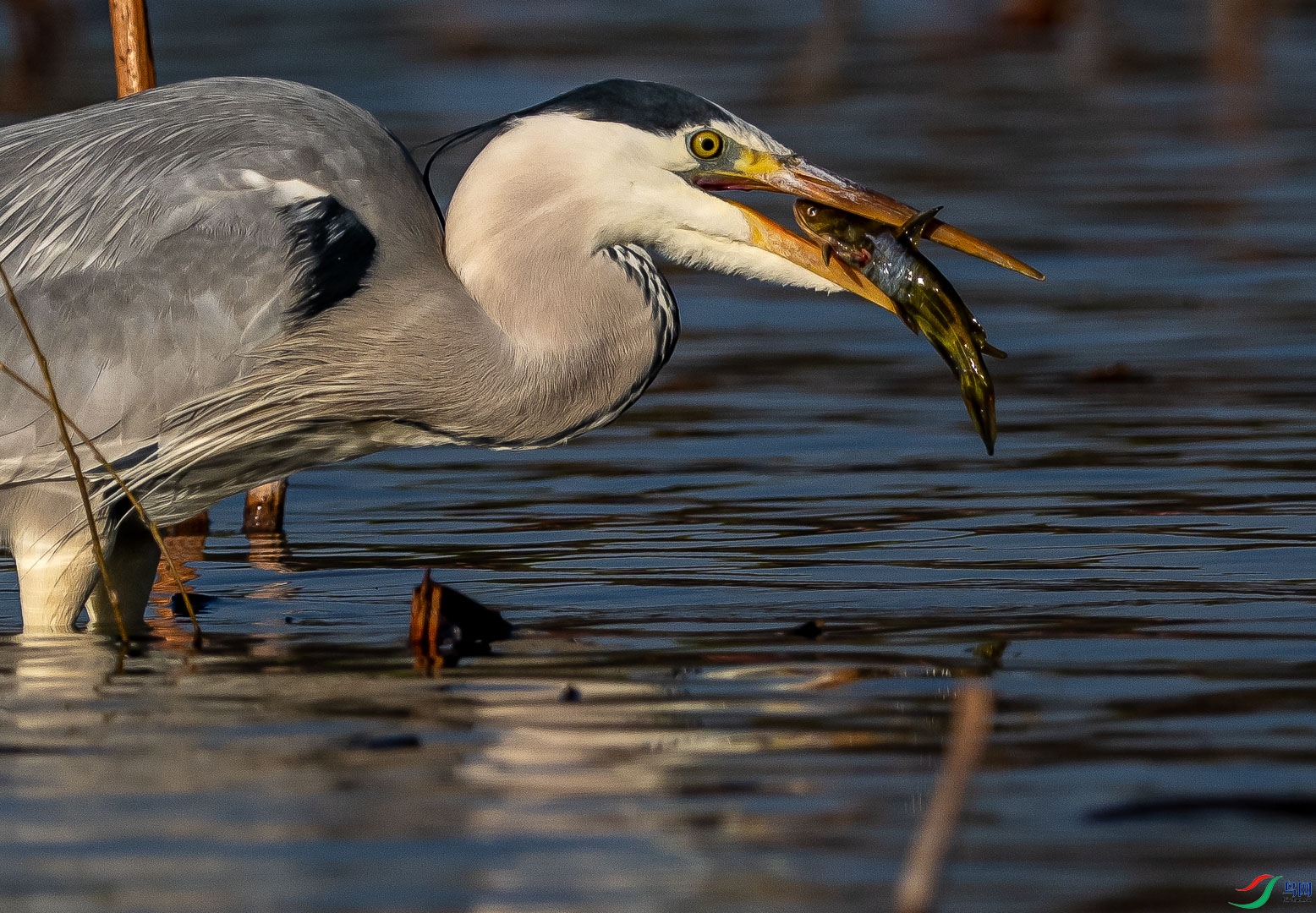 DSC_2107_1.jpg
