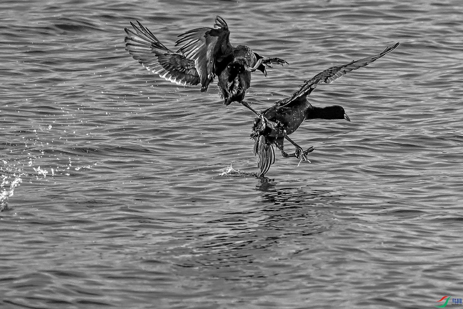 DSC_9313[1].jpg