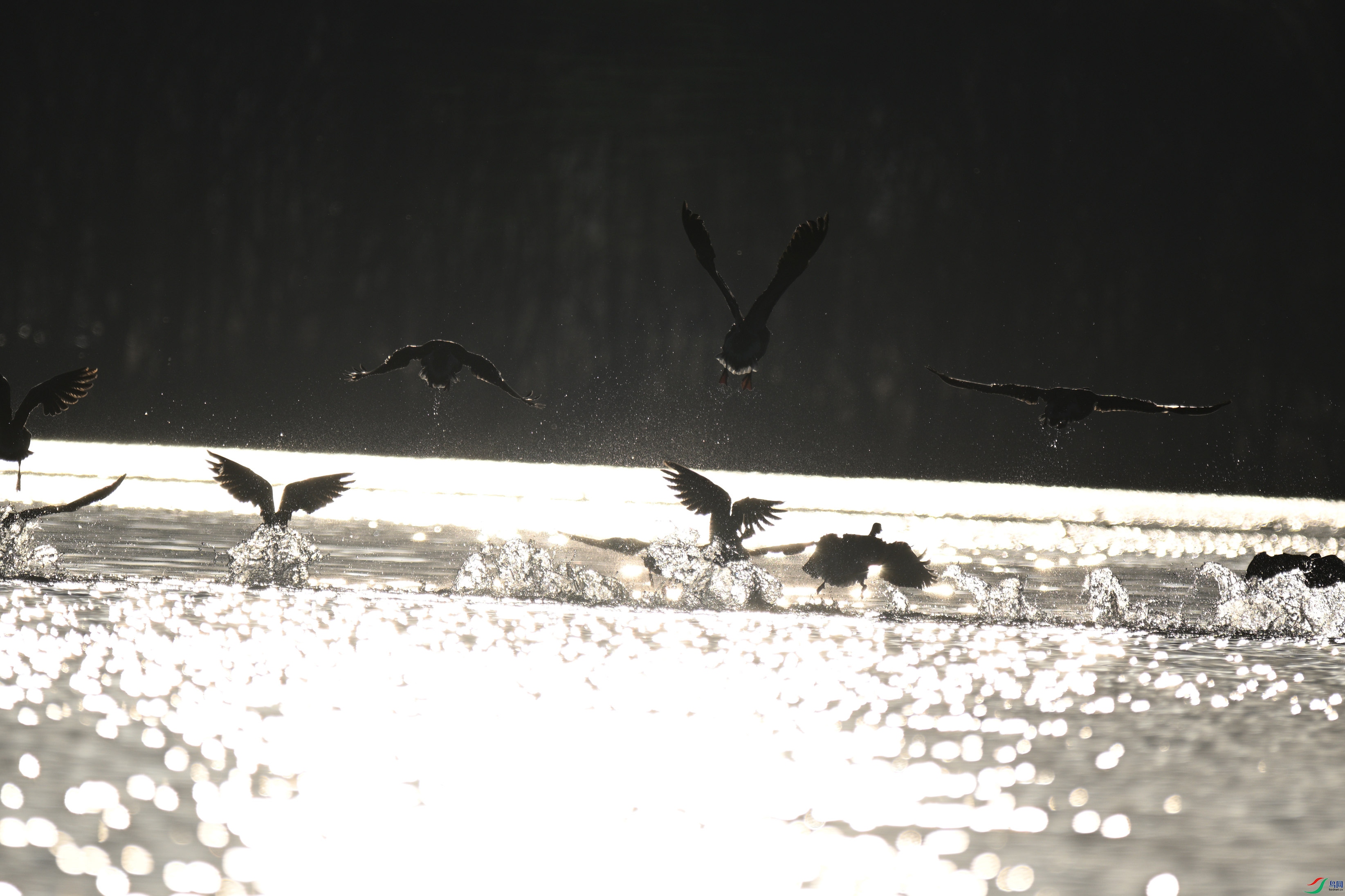 DSC_5443_����.jpg