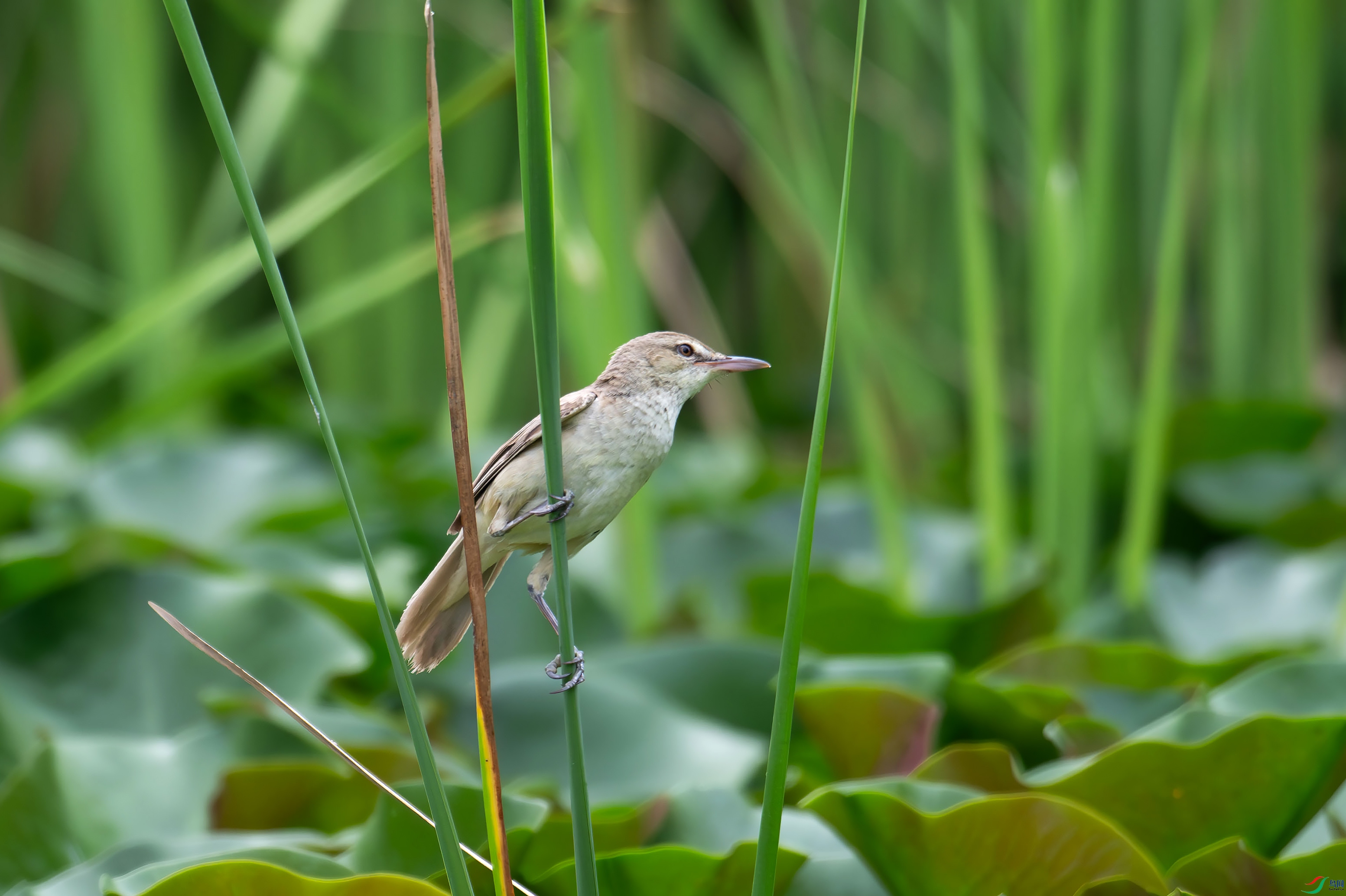 DSC_9939-NR.jpg