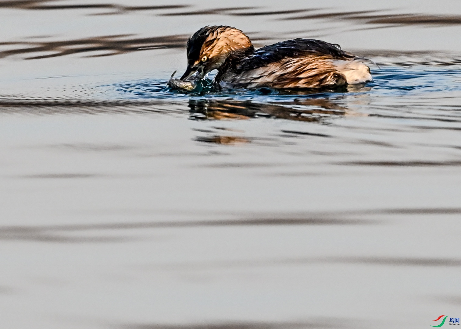 DSC_4064_1.jpg