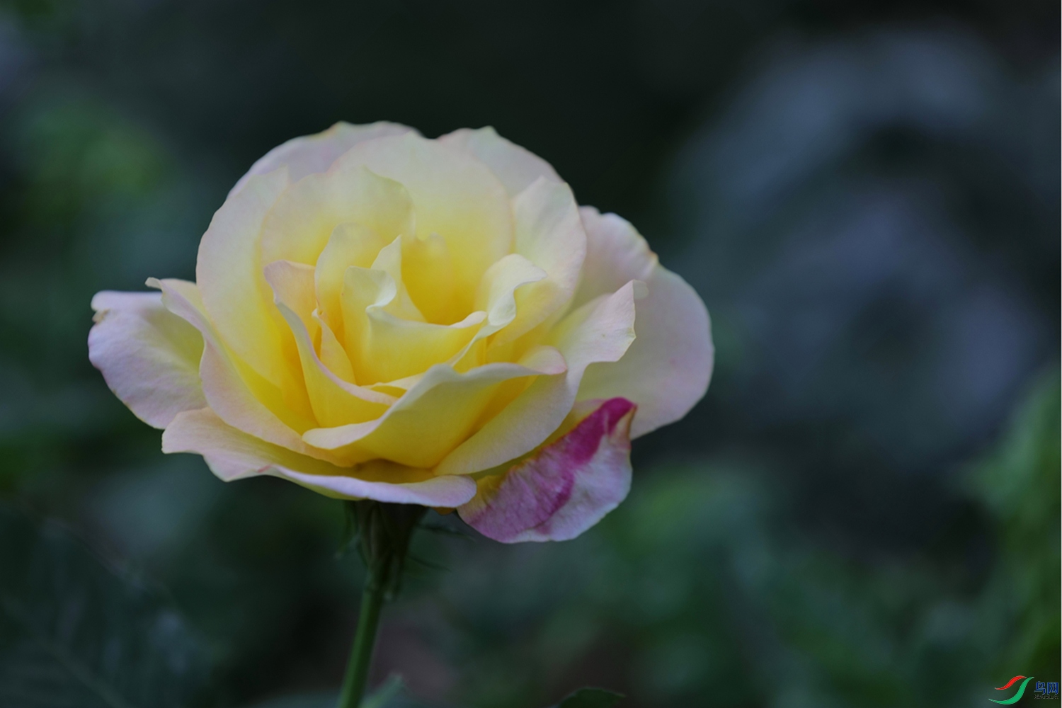 3X7A7810.JPG