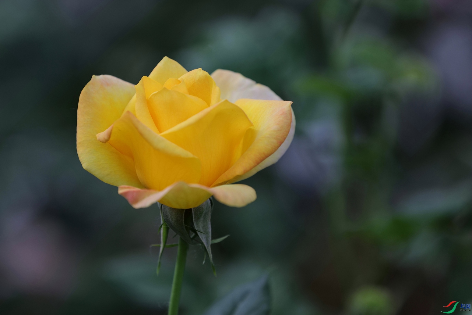 3X7A7812.JPG