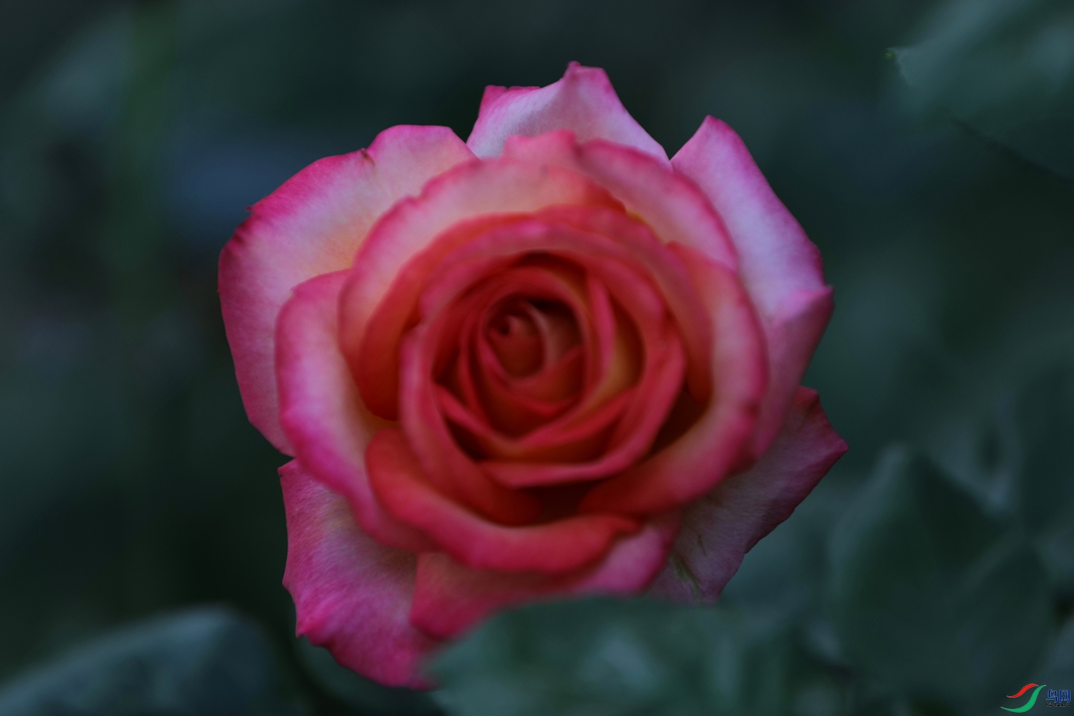 3X7A7823.JPG