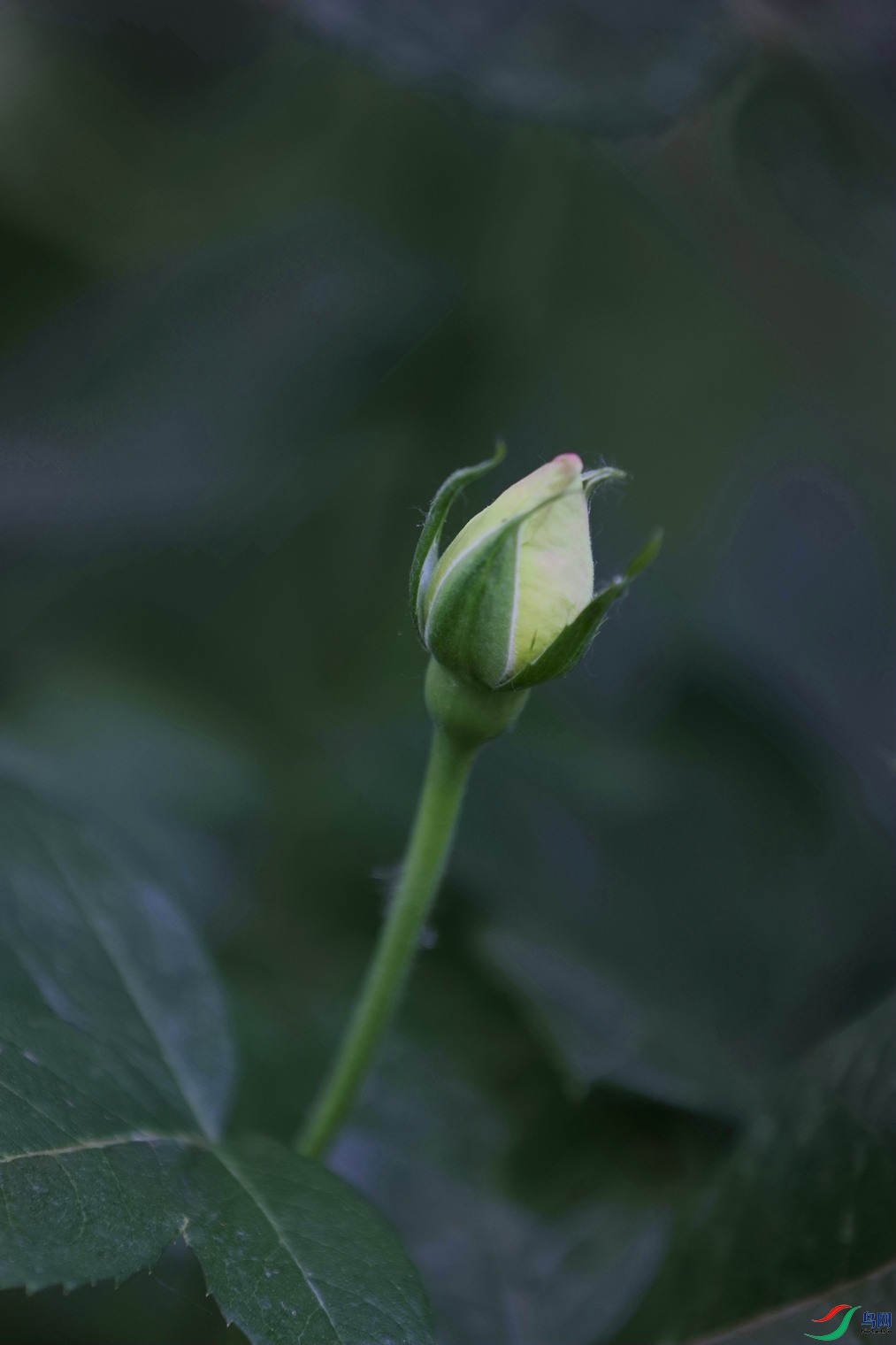 3X7A7841.JPG