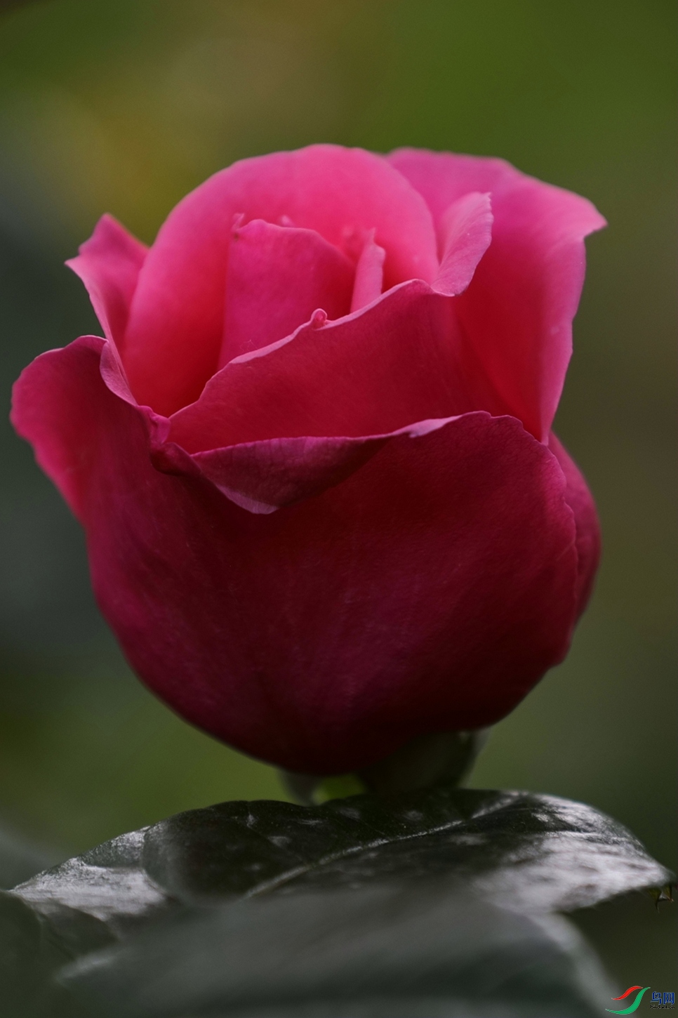 3X7A7850.JPG